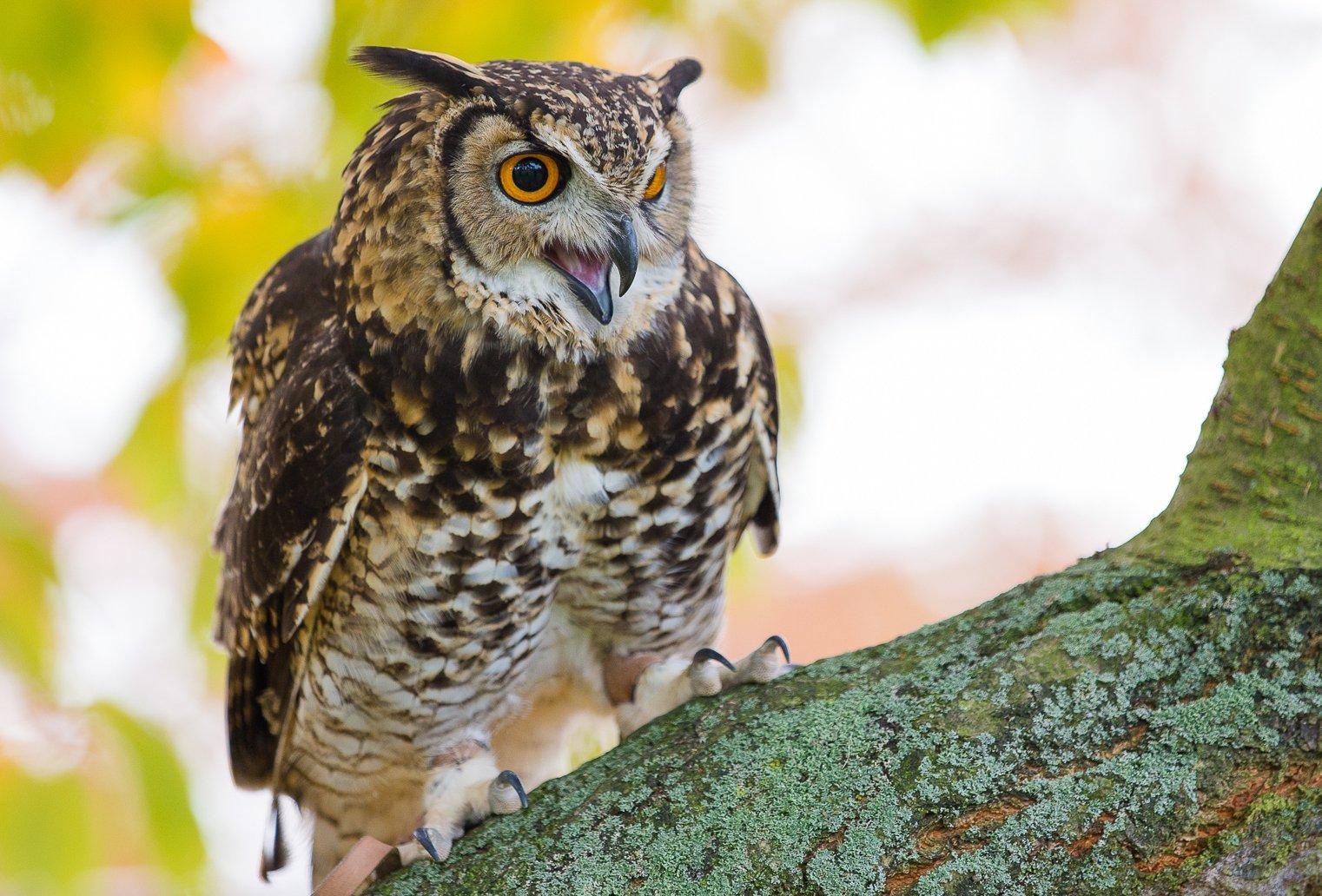 Baytree Owl and Wildlife Centre