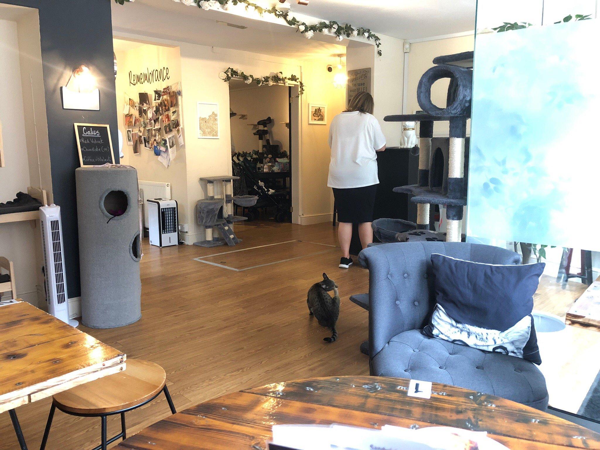 Paws for Thought Cat Cafe