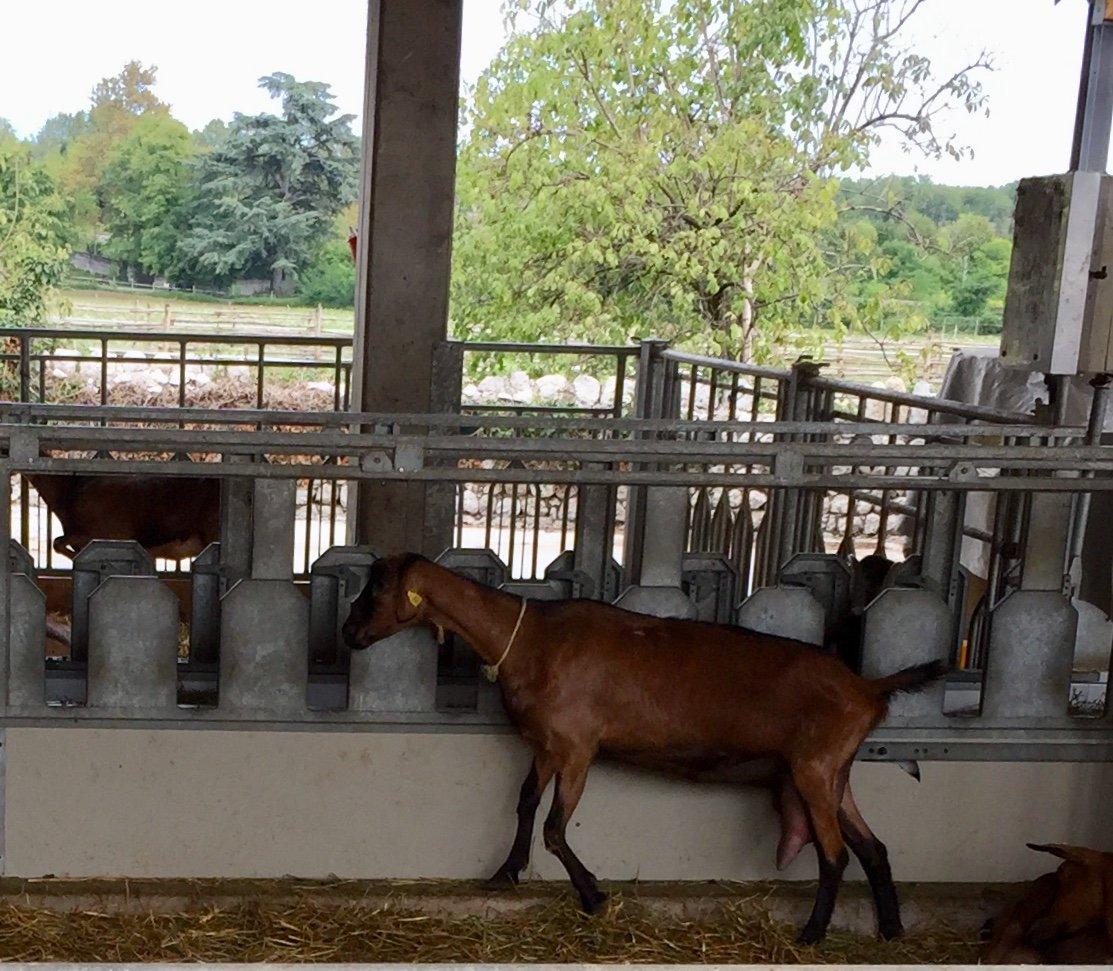 Azienda Agricola San Gregorio