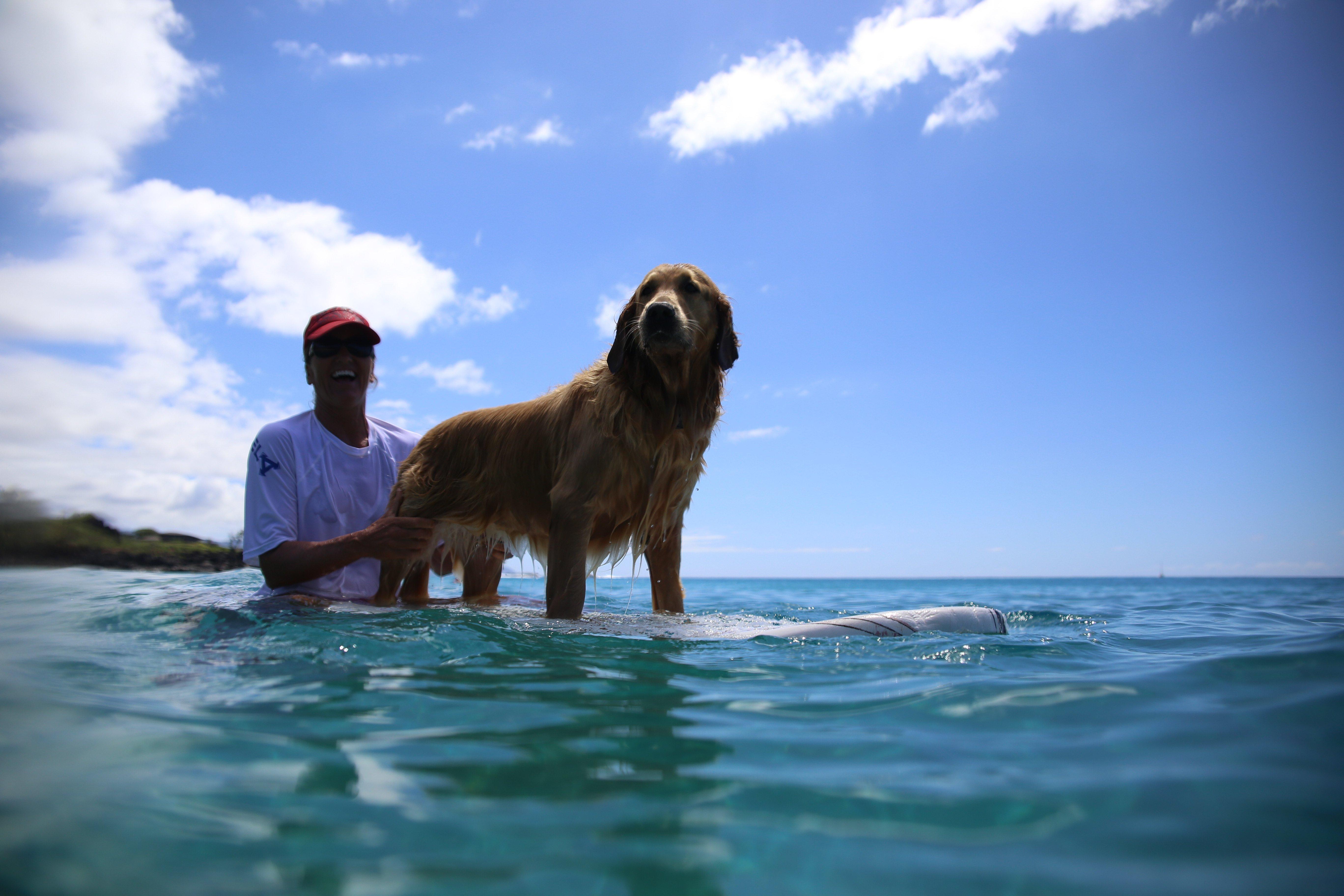 Sunset Suzy's Surf School
