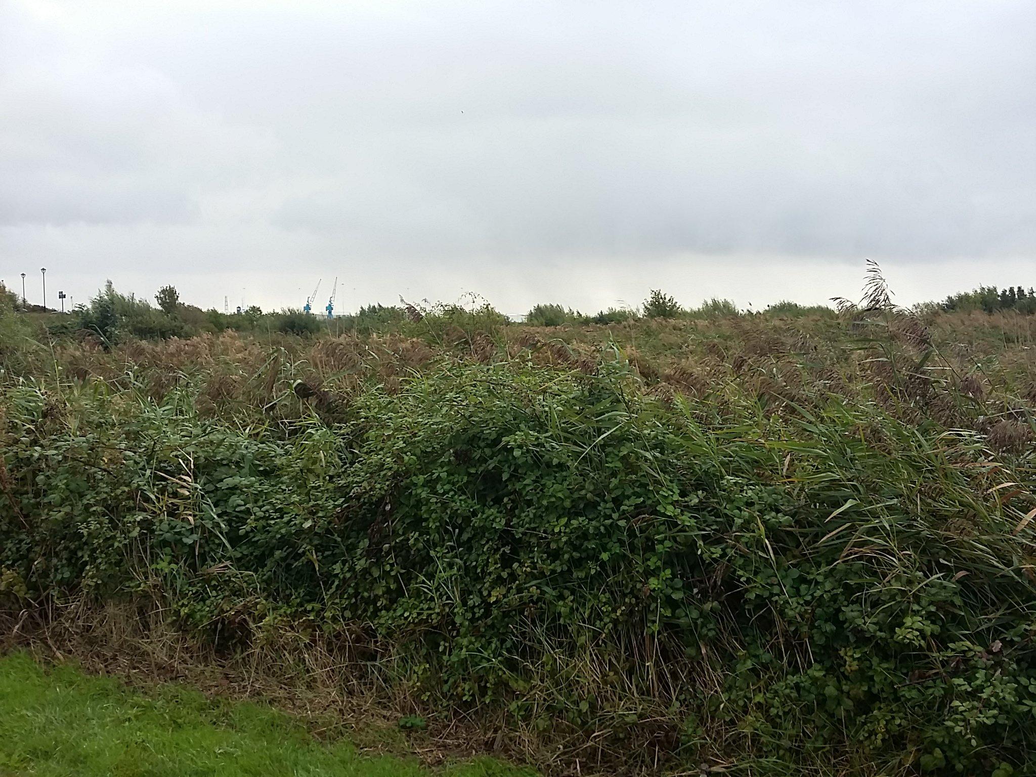 Cardiff Bay Wetland Reserve