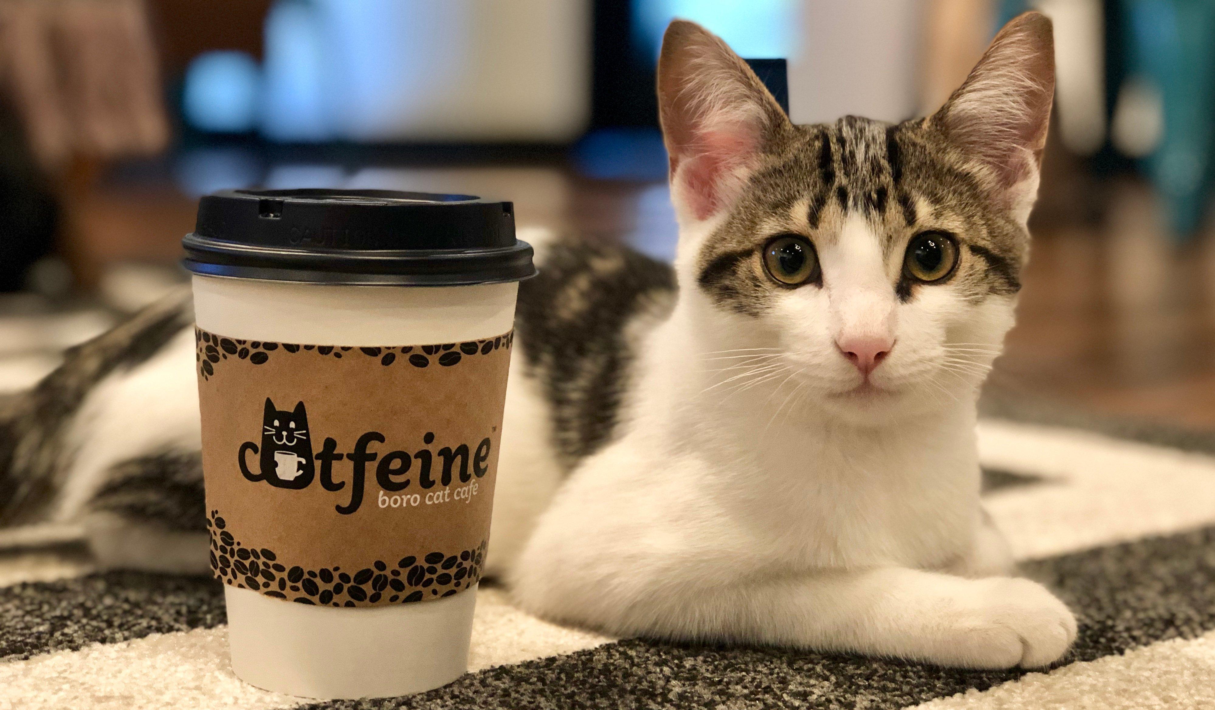 Catfeine Cat Cafe