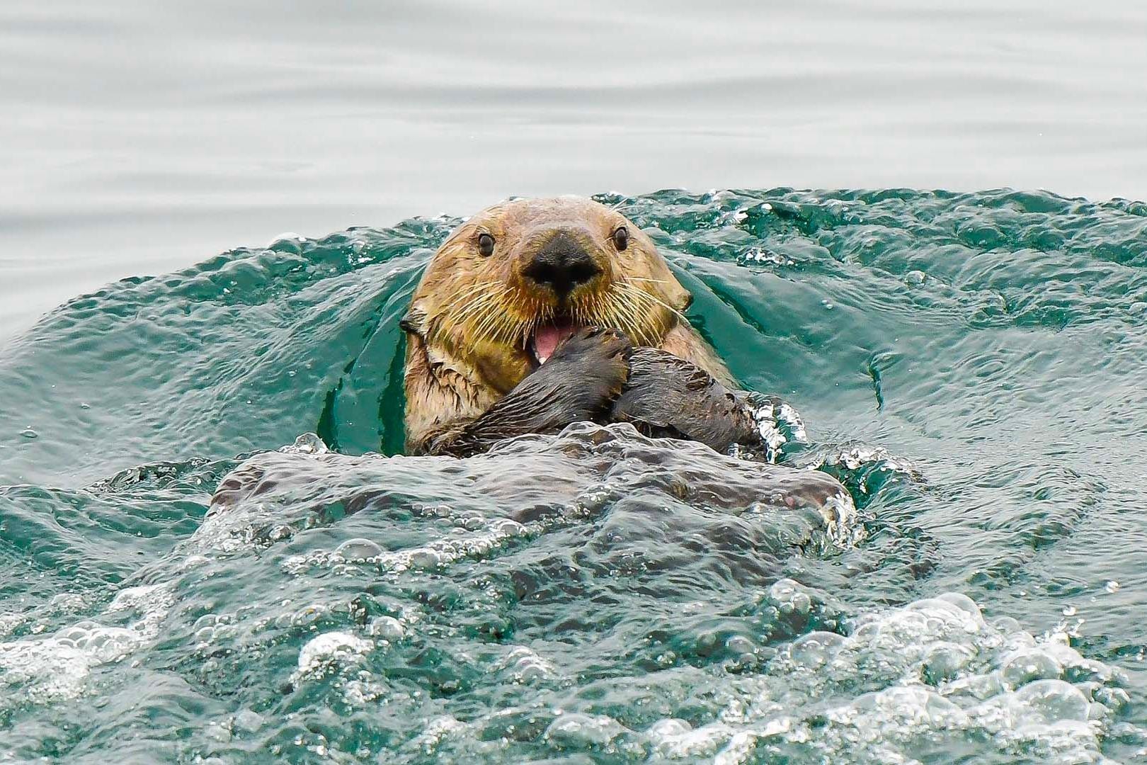 Coastal Rainforest Safaris