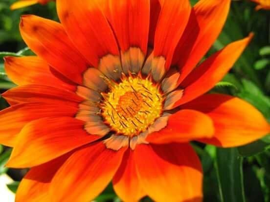 Le Marché de Vieux Lille