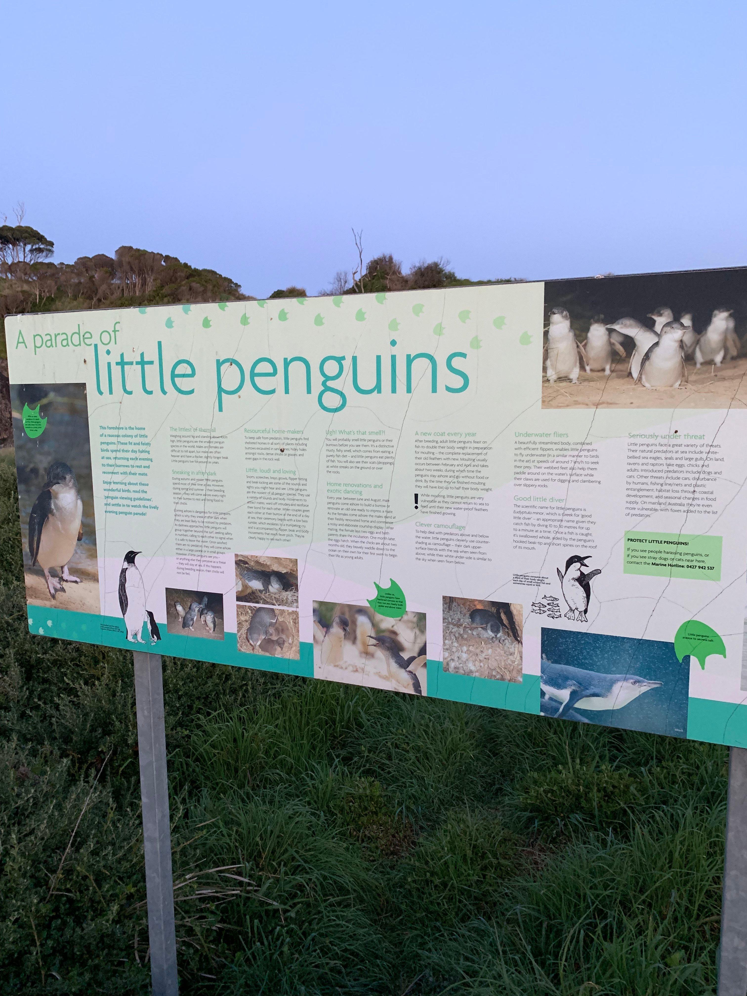 Wynyard Penguin Tours