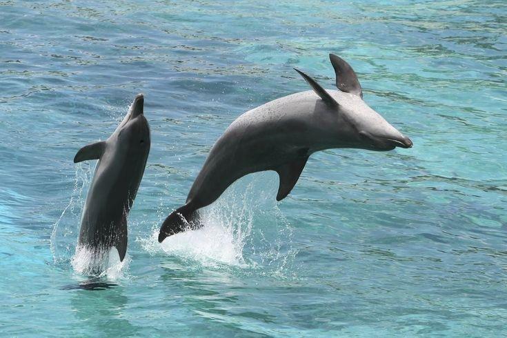 Frisky Mermaid Dolphin Tours & Boat Rentals