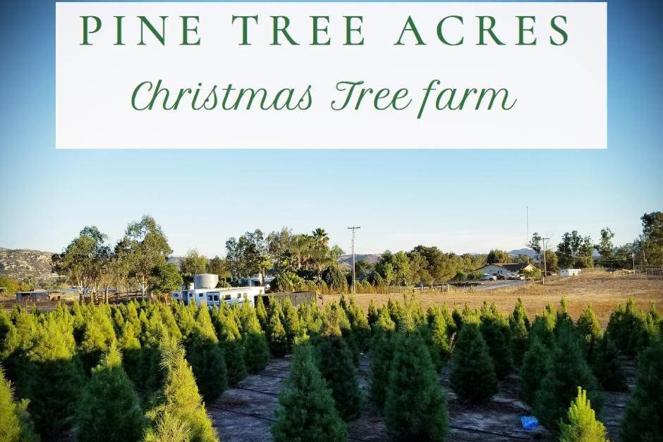 Pine Tree Acres