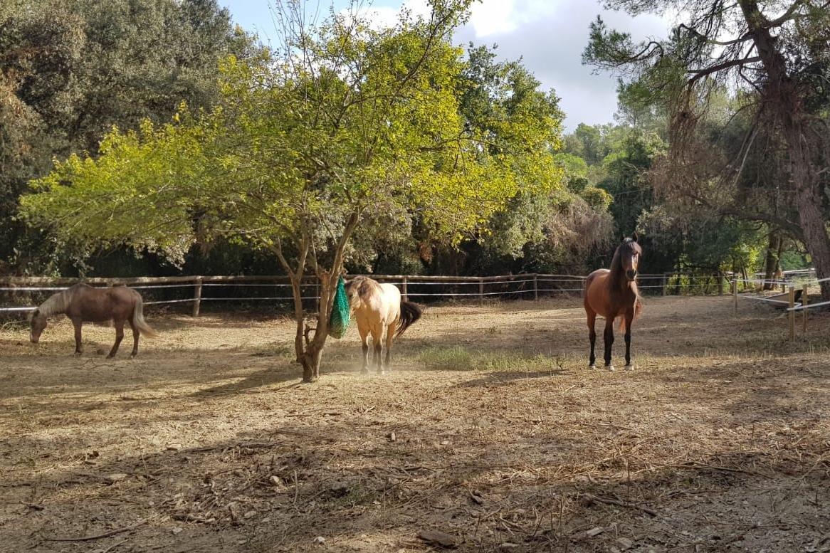 Paddock Activo Collserola