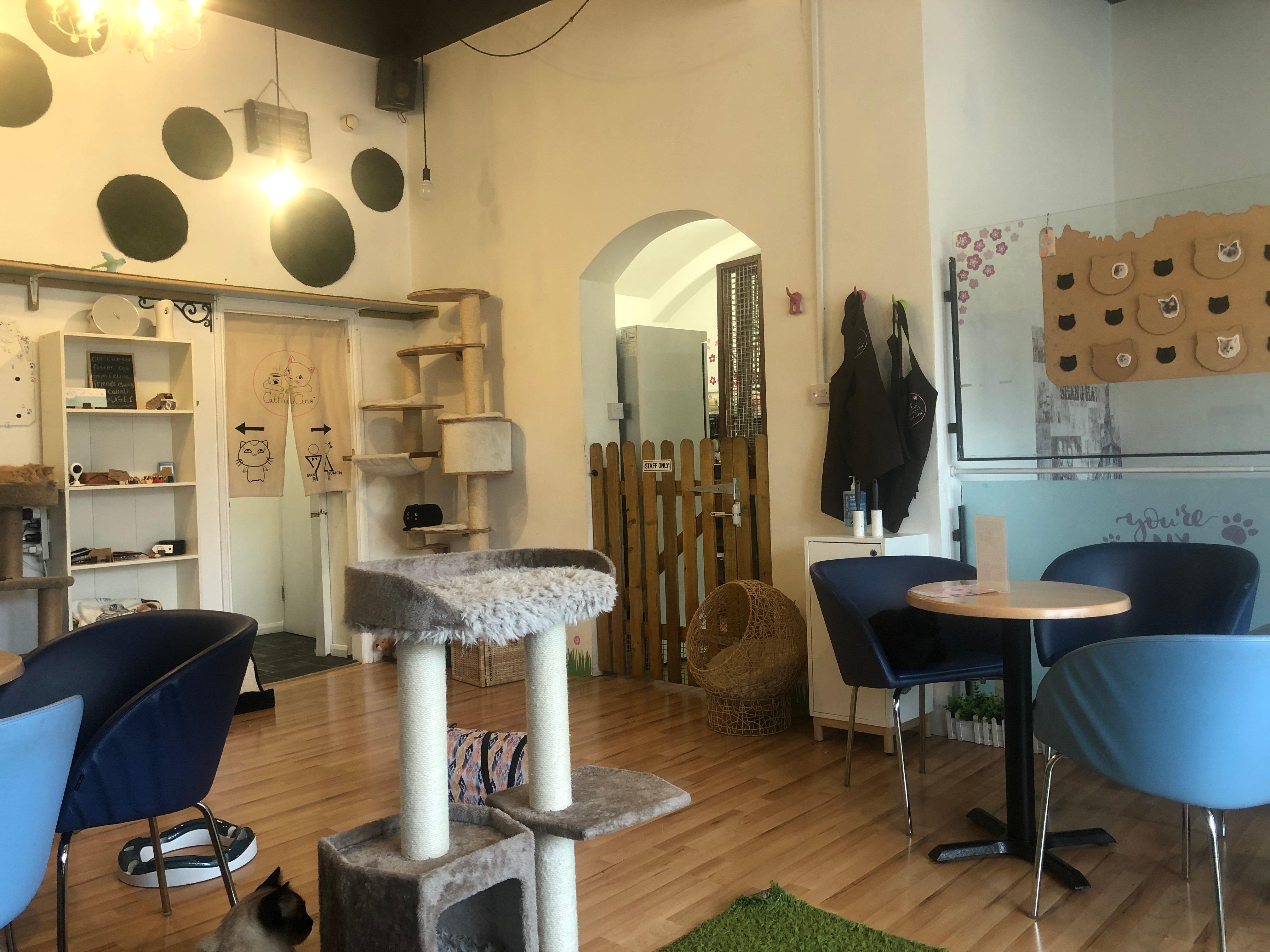 Cat Pawcino Cat Cafe