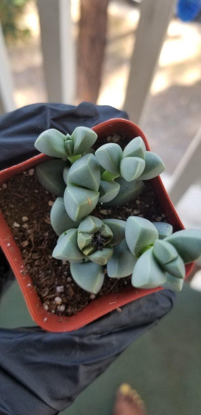 Photo by LookatCalifornia