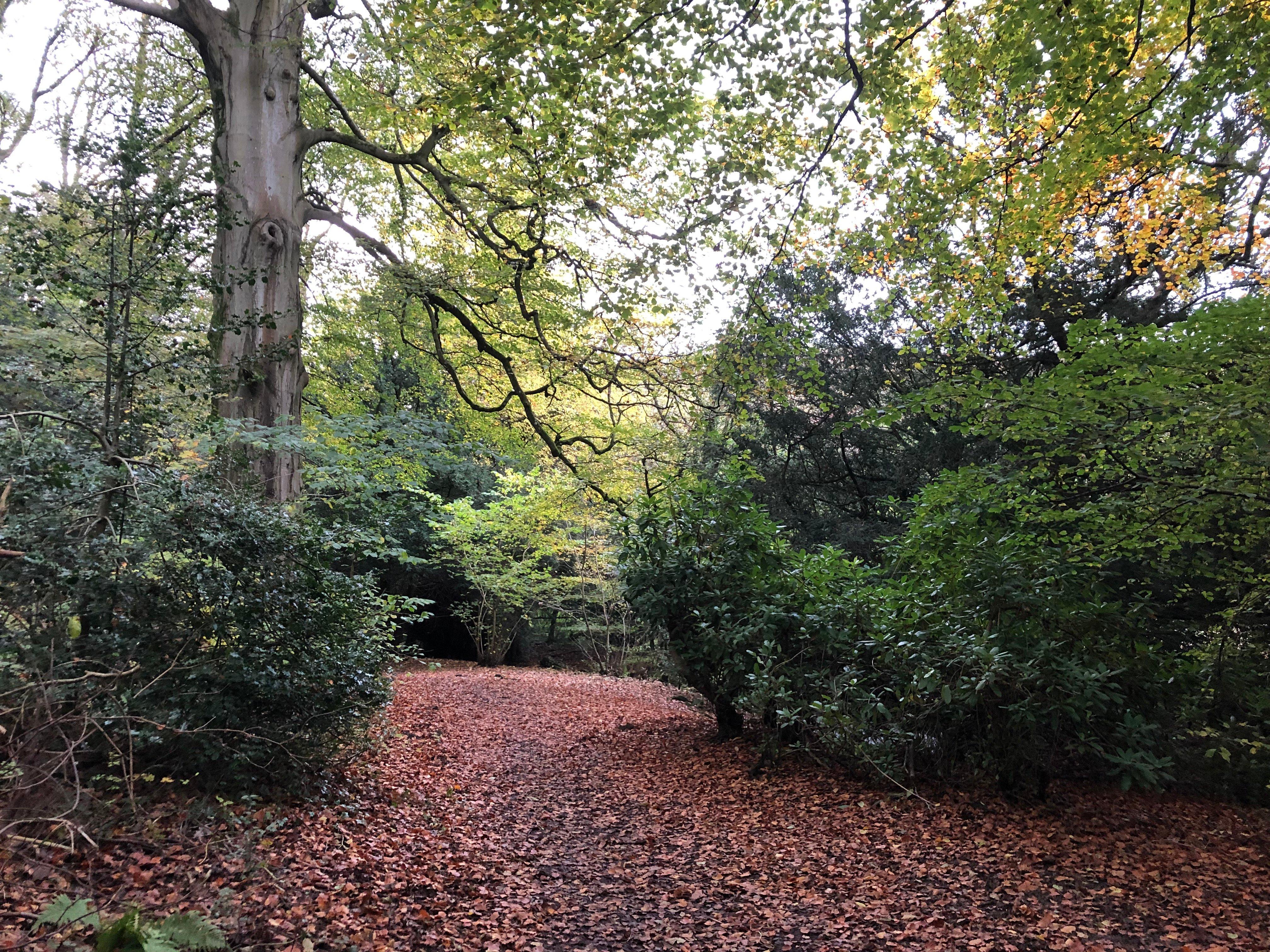 Rectory Wood & Field