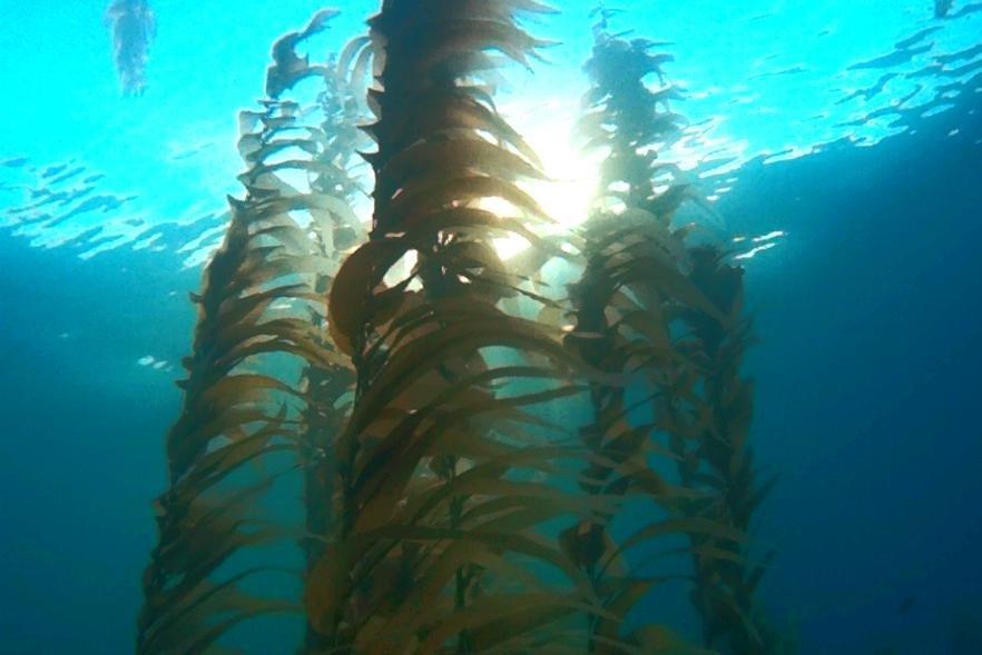 SCUBA Snorkel San Diego