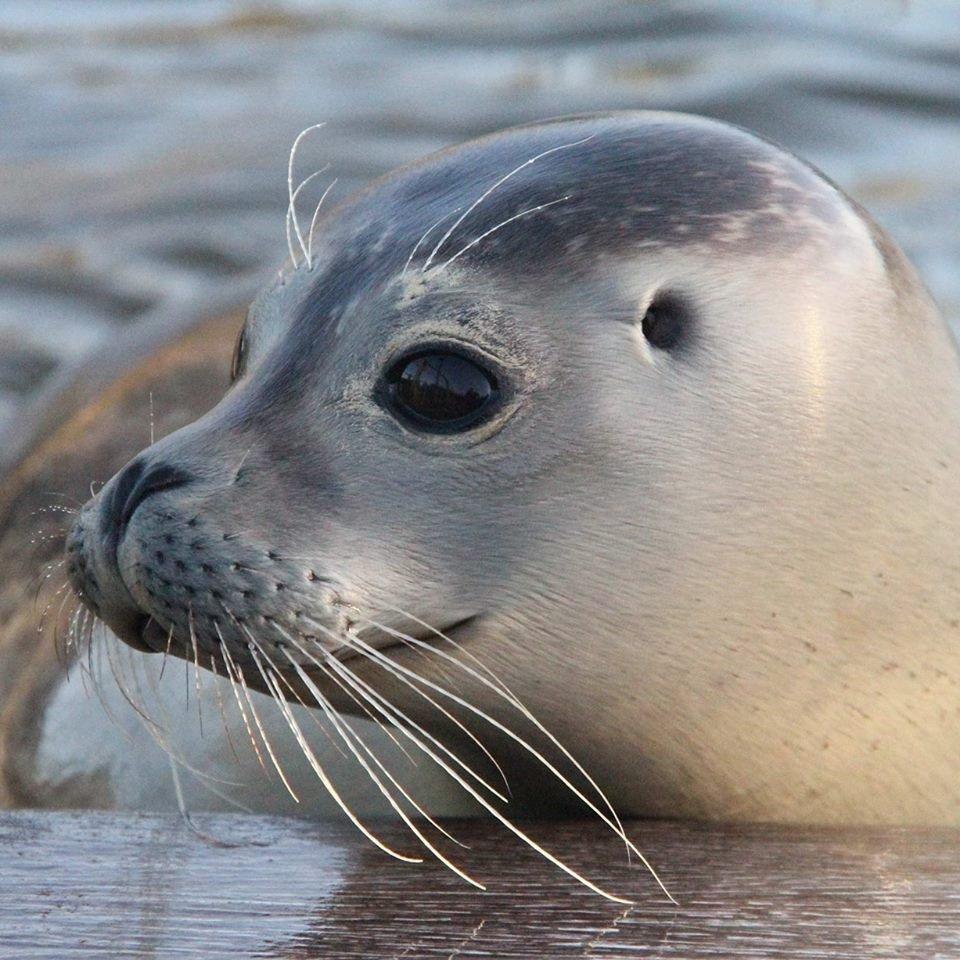 Westkustenpark & Robbarium