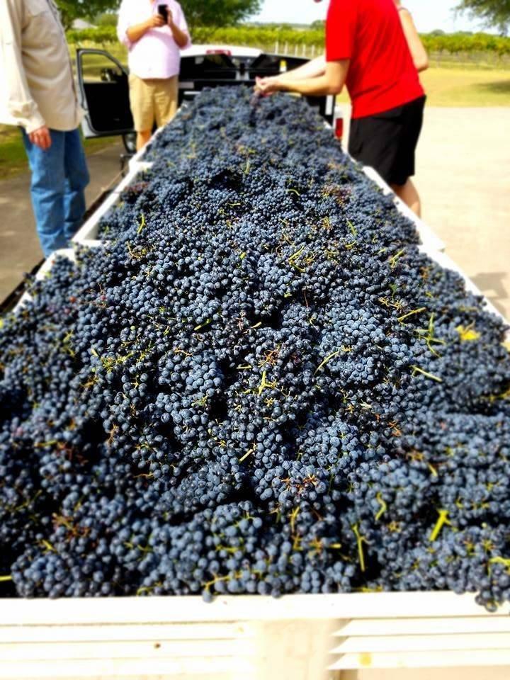 Country Spring Vineyard and Wine Garden