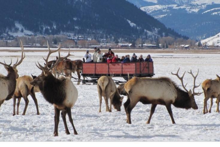 National Elk Refuge Sleigh Rides