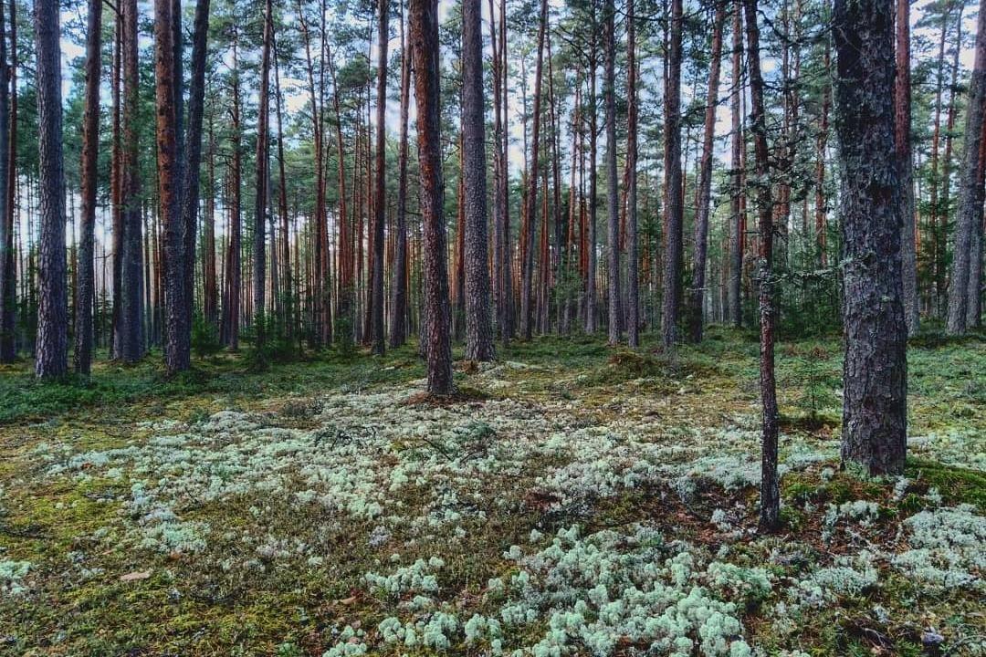 Innovation Tours OÜ