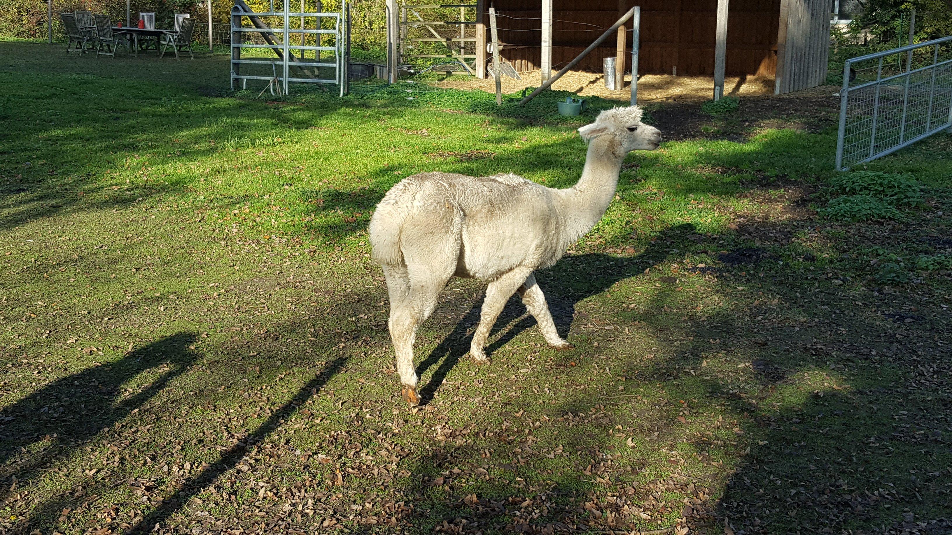 Land-Café Alpakas am Schloss