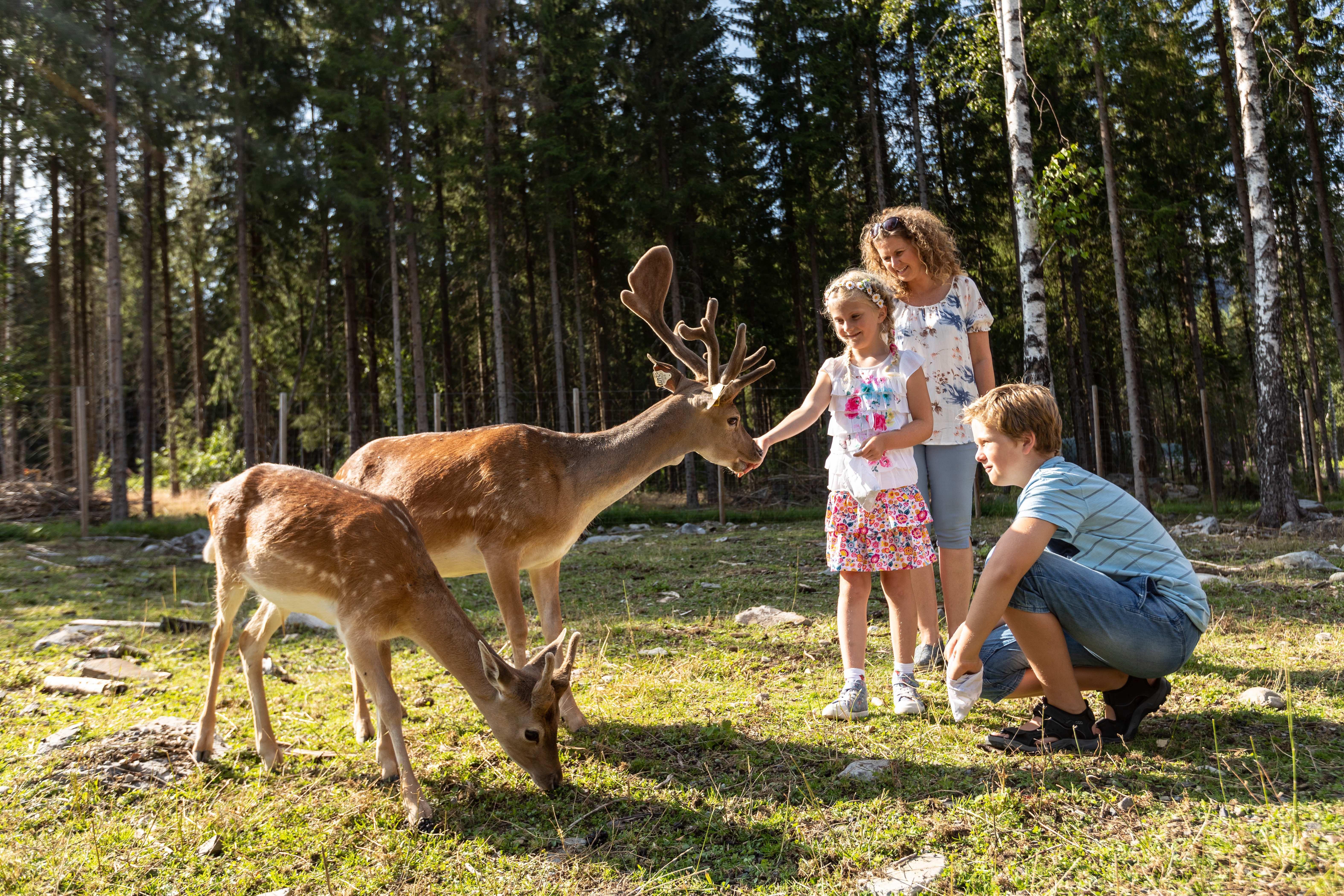 Barnas Gard Hunderfossen /Kid's farm Hunderfossen