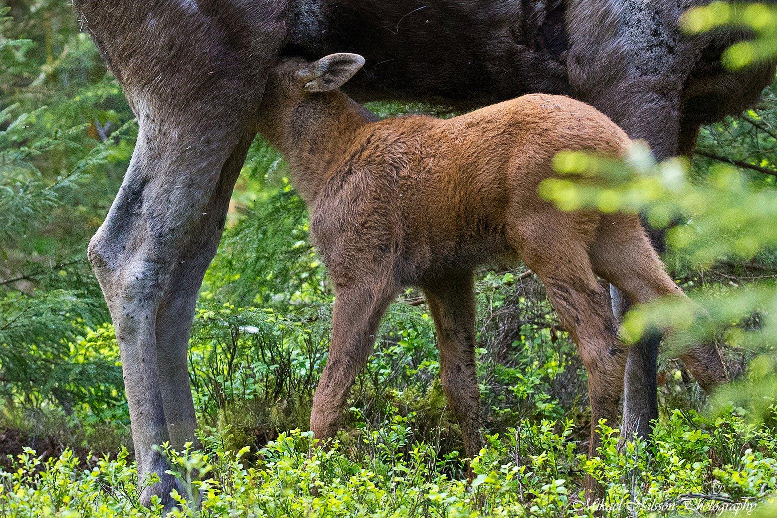 Alpacka Ekofarm Hultet