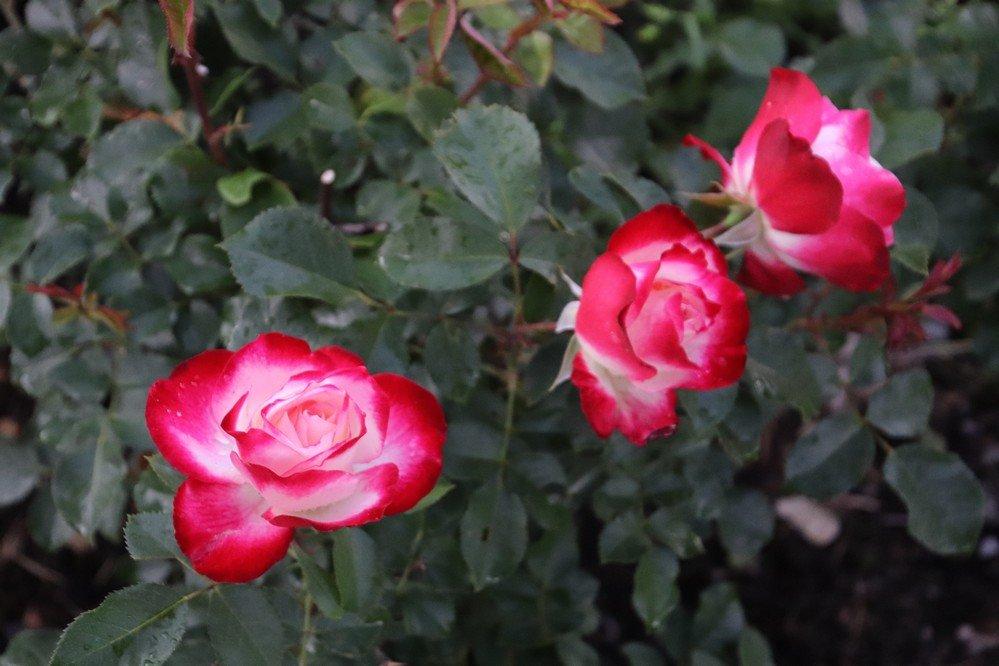 Memorial Rose Garden
