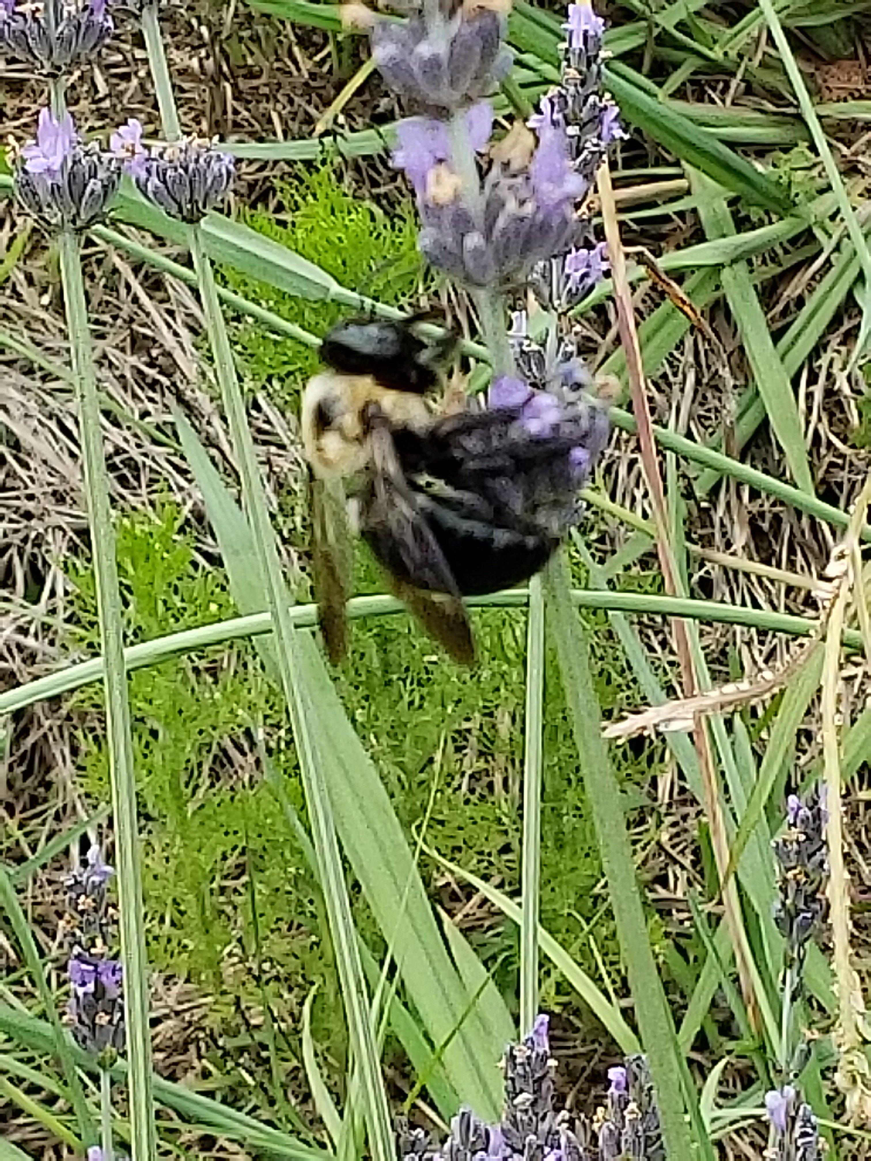 Twin Creeks Lavender