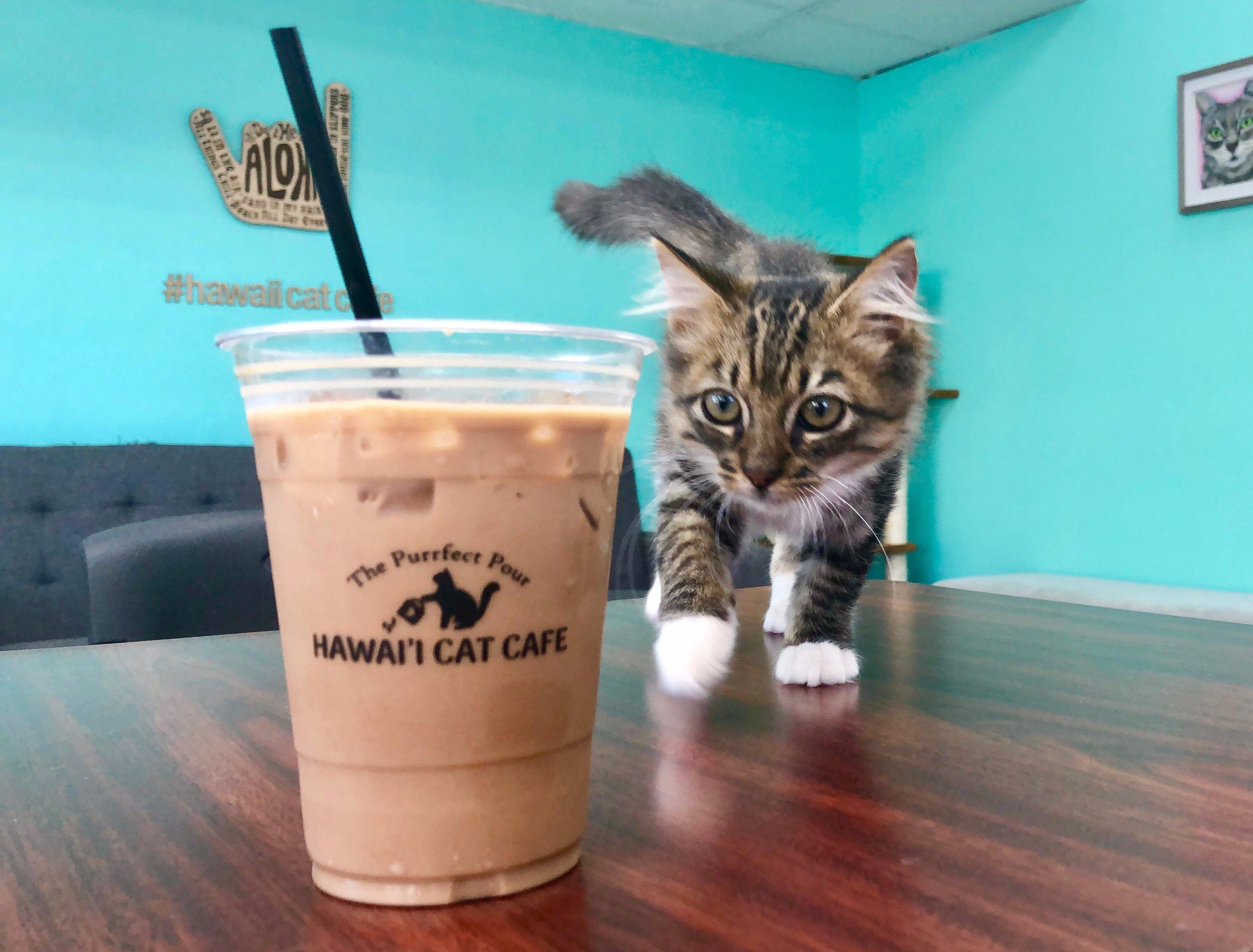 Hawai'i Cat Café