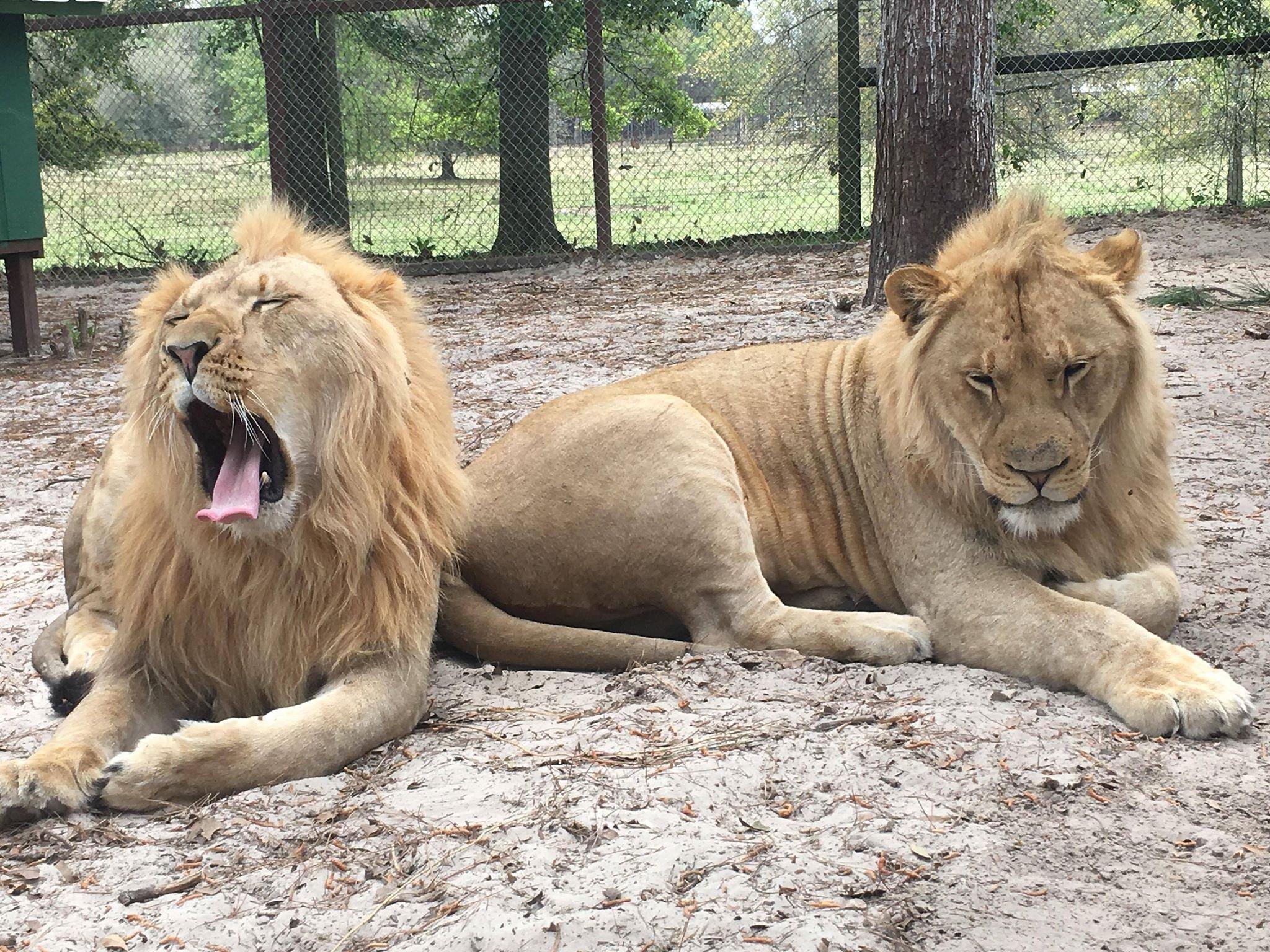 Mystic Jungle Educational Facility