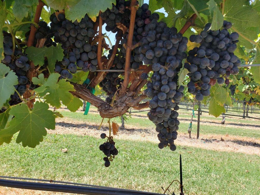 Hidden Hanger Vineyards LLC