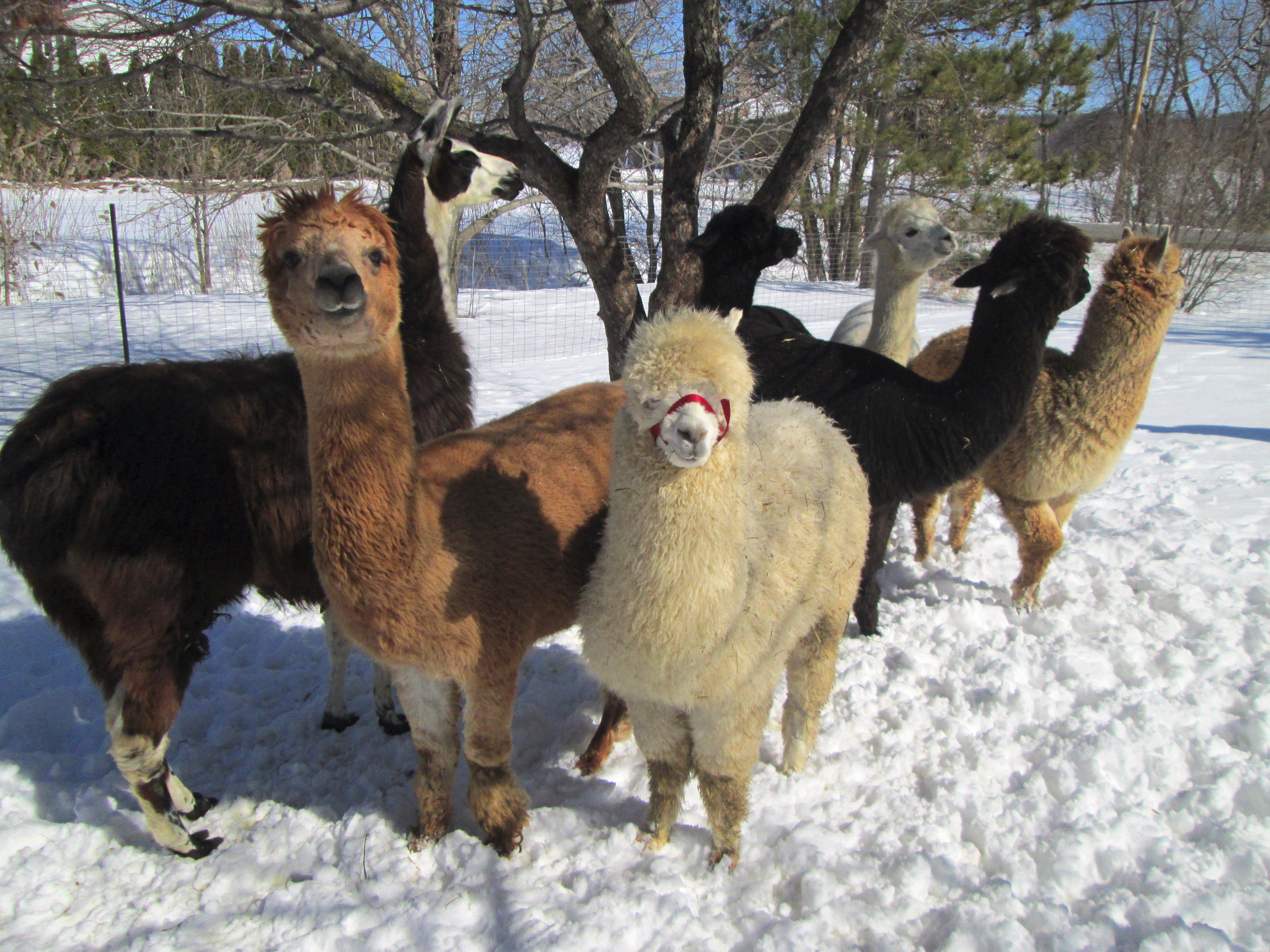 Ferme Belarroyo Farm