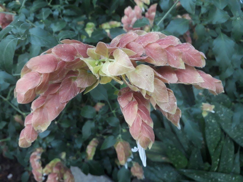 Barbican Conservatory