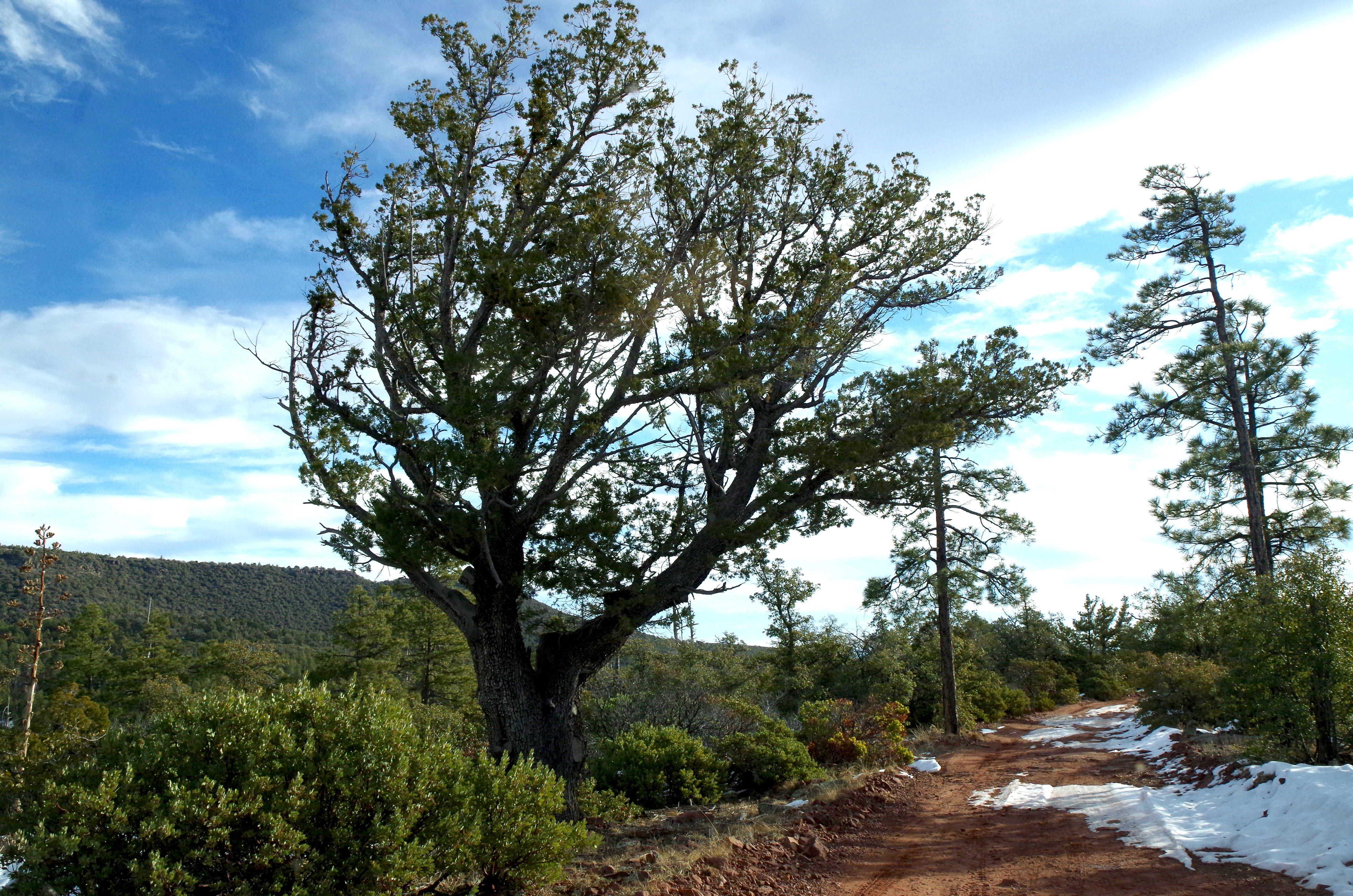 Mingus Rim Trails #536 /537 /538