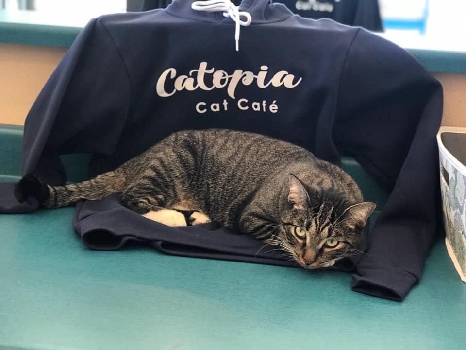 Catopia Cat Cafe