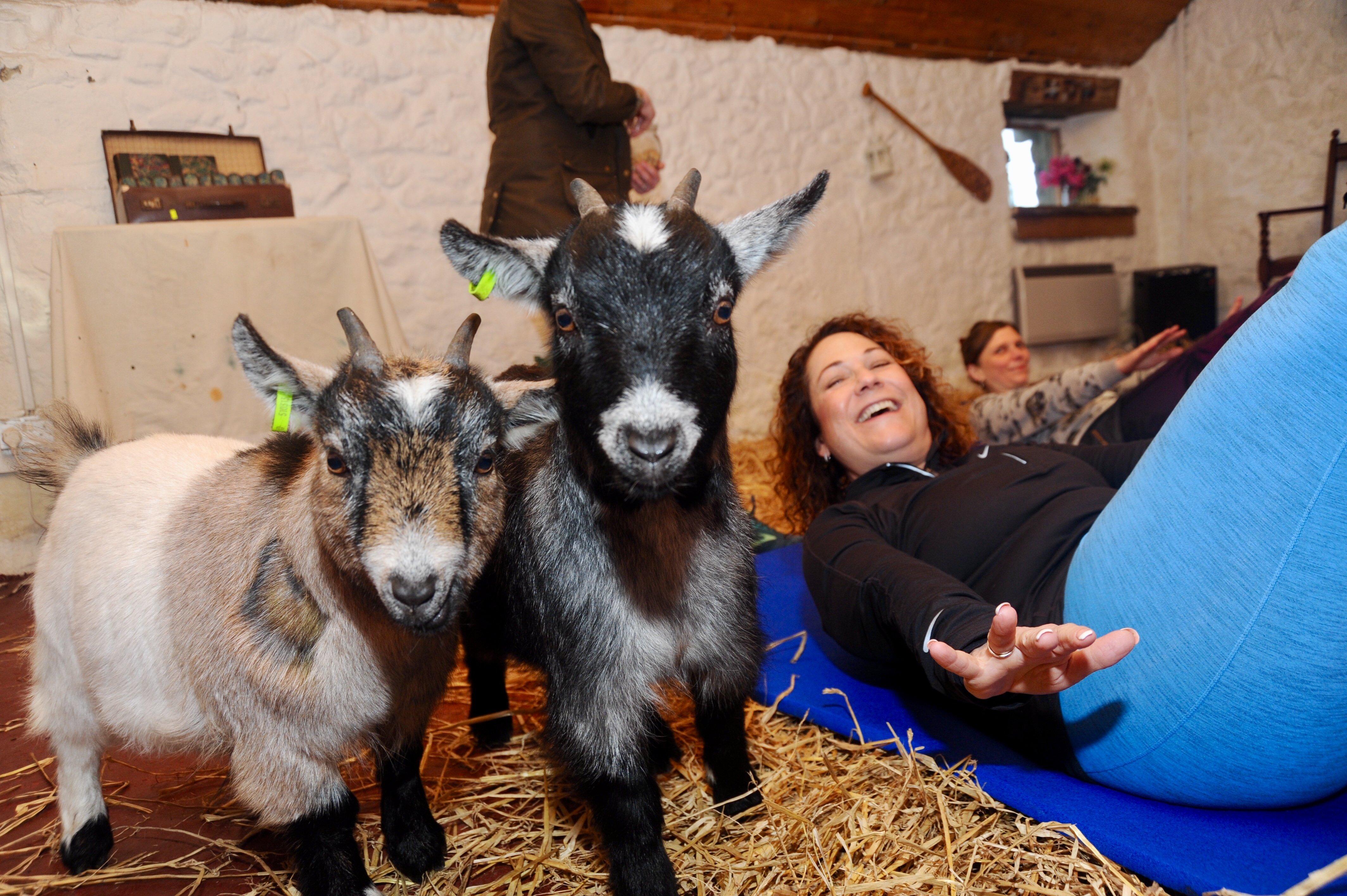 Pygmy Goat Pilates