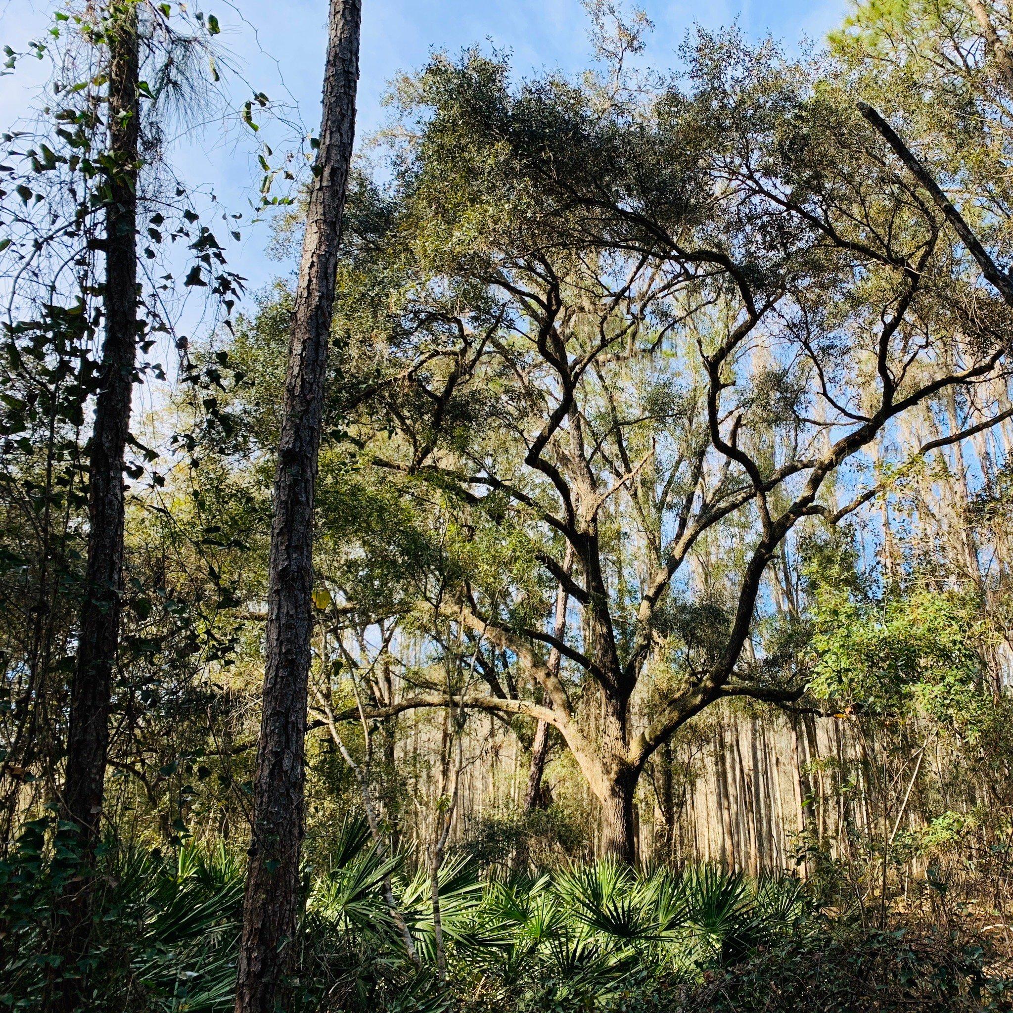 Gator Creek Reserve