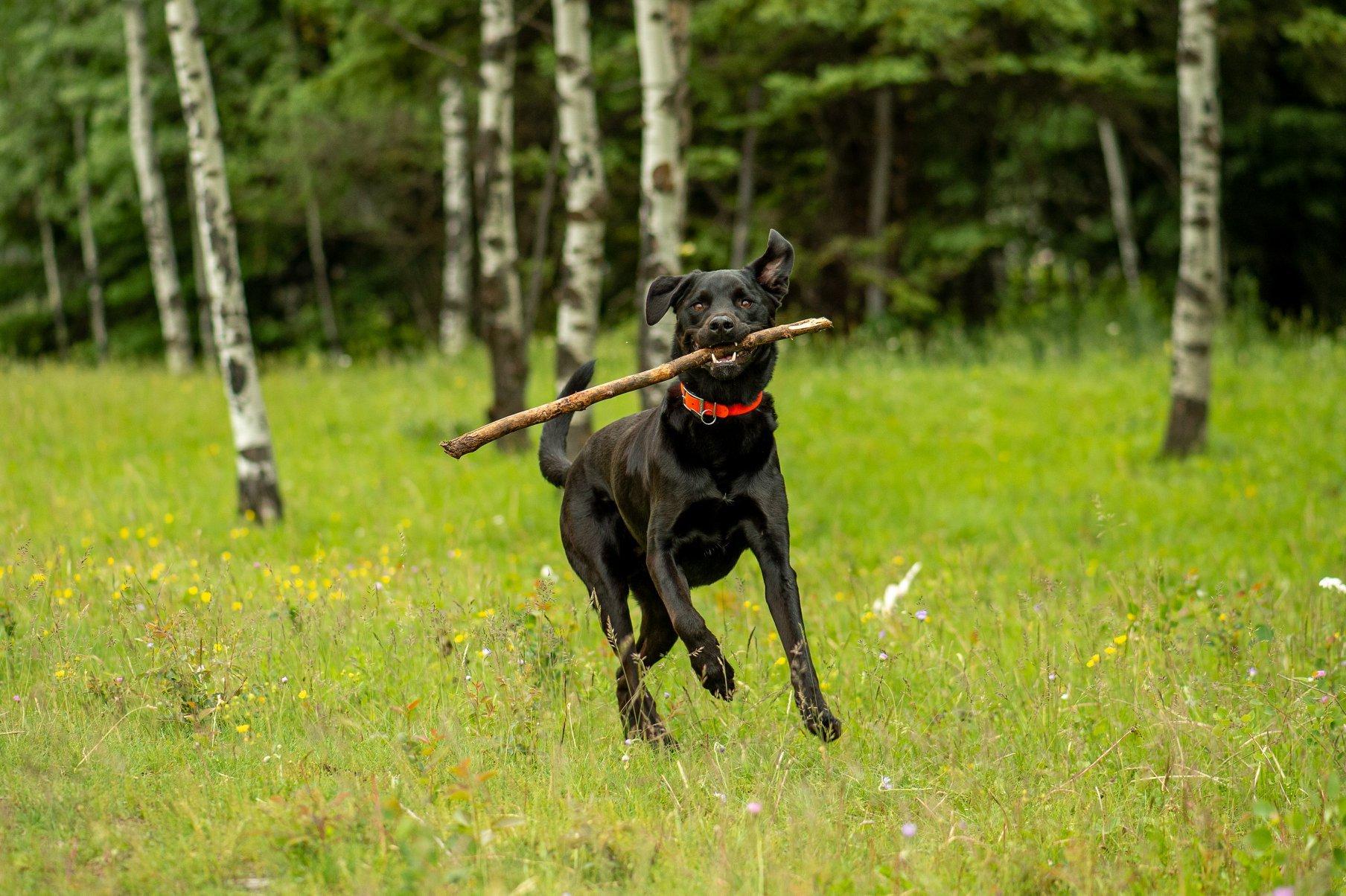 Sparwood Fenced Off Leash Dog Park