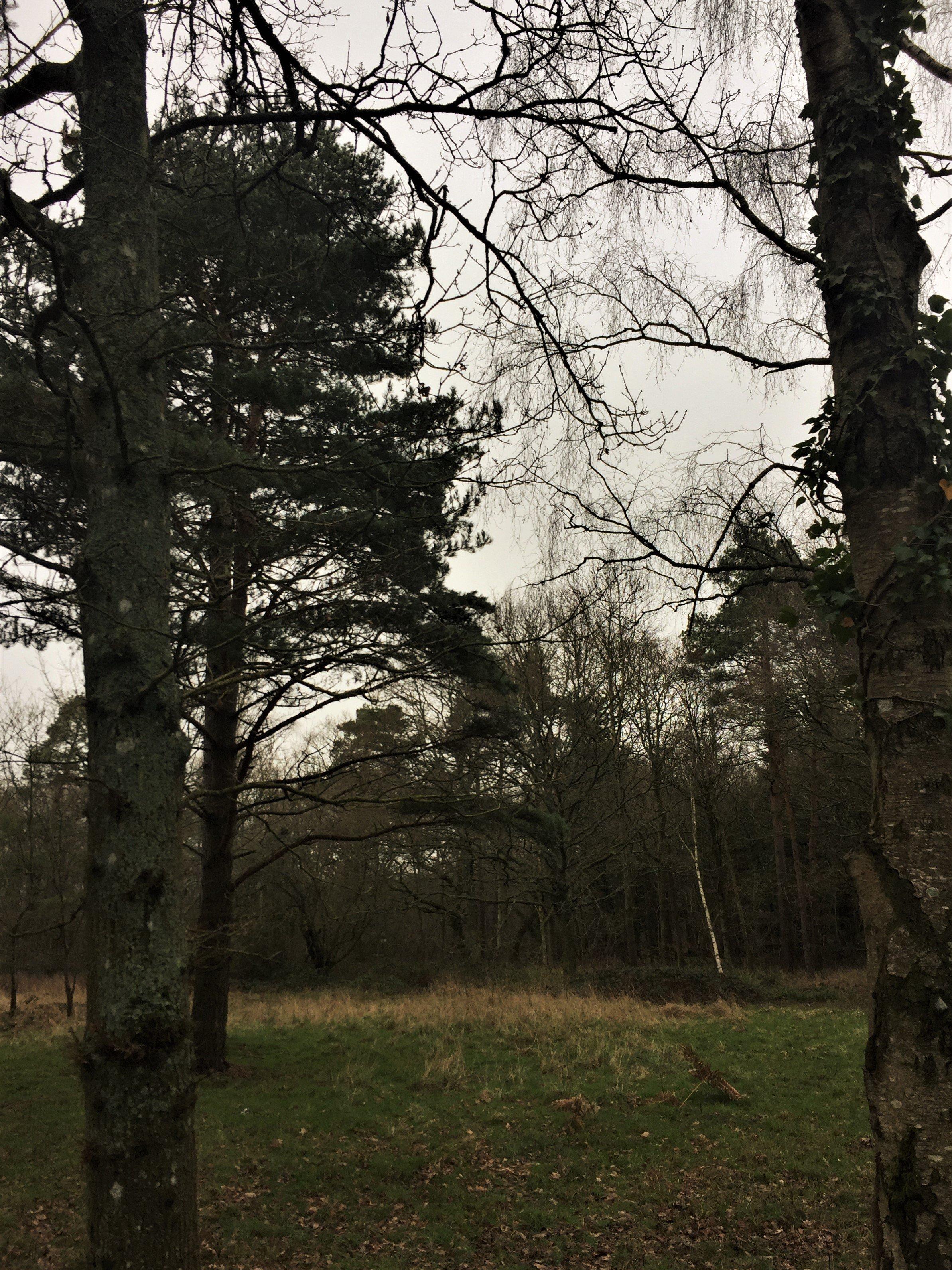 Orlestone Forest Nature Reserve