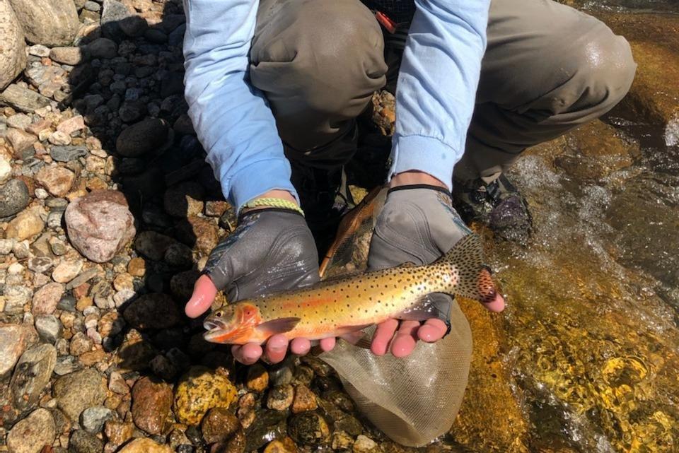 GEAR Colorado Fly Fishing, LLC