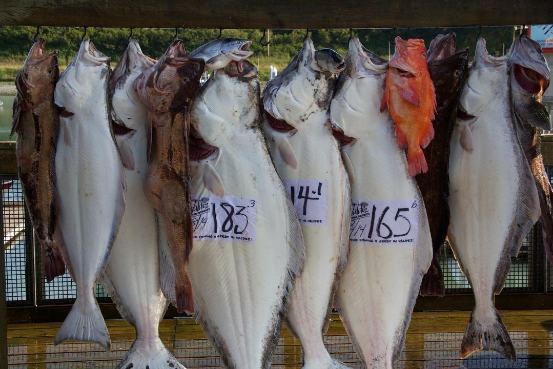 Big Alaska Fishing Charters