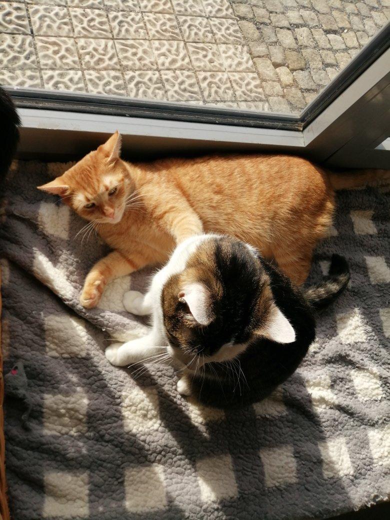 Plzenska Kocici Kavarna