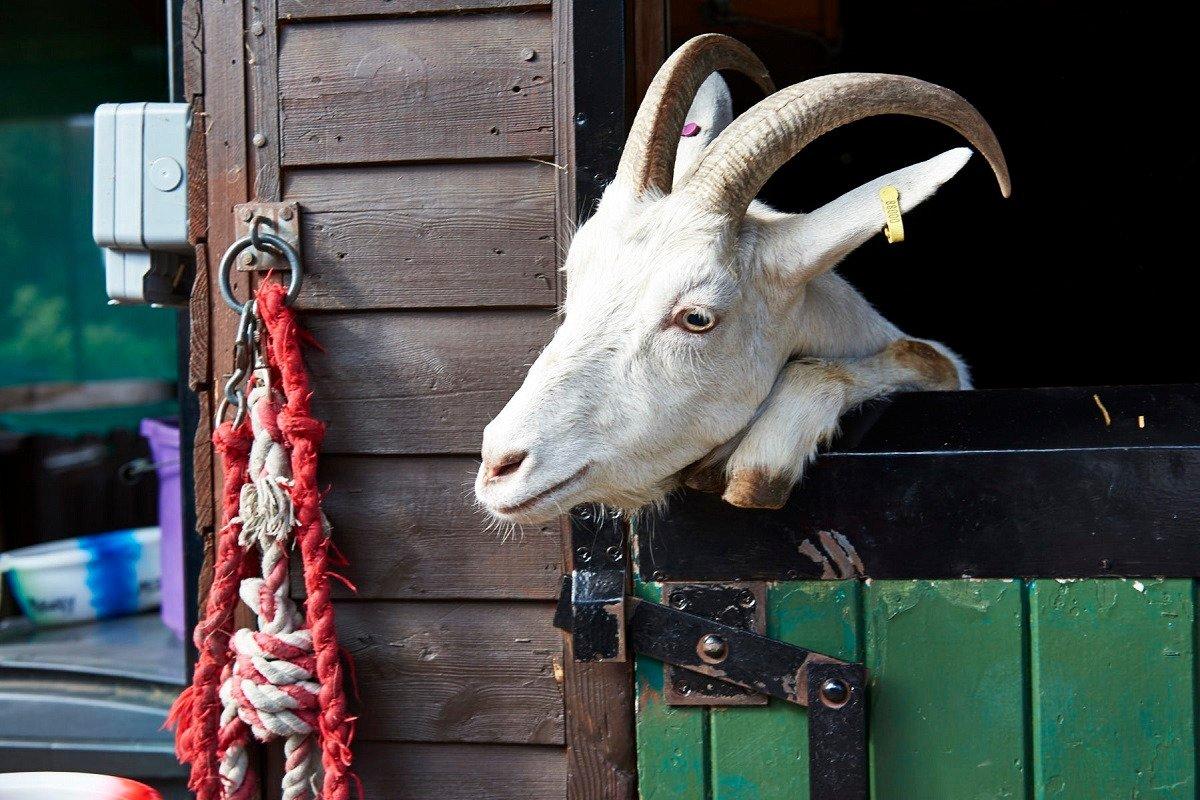 Kentish Town City Farm