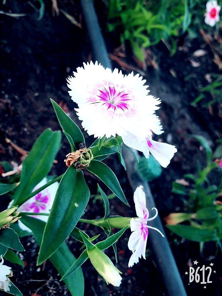 Crypte des Brotteaux