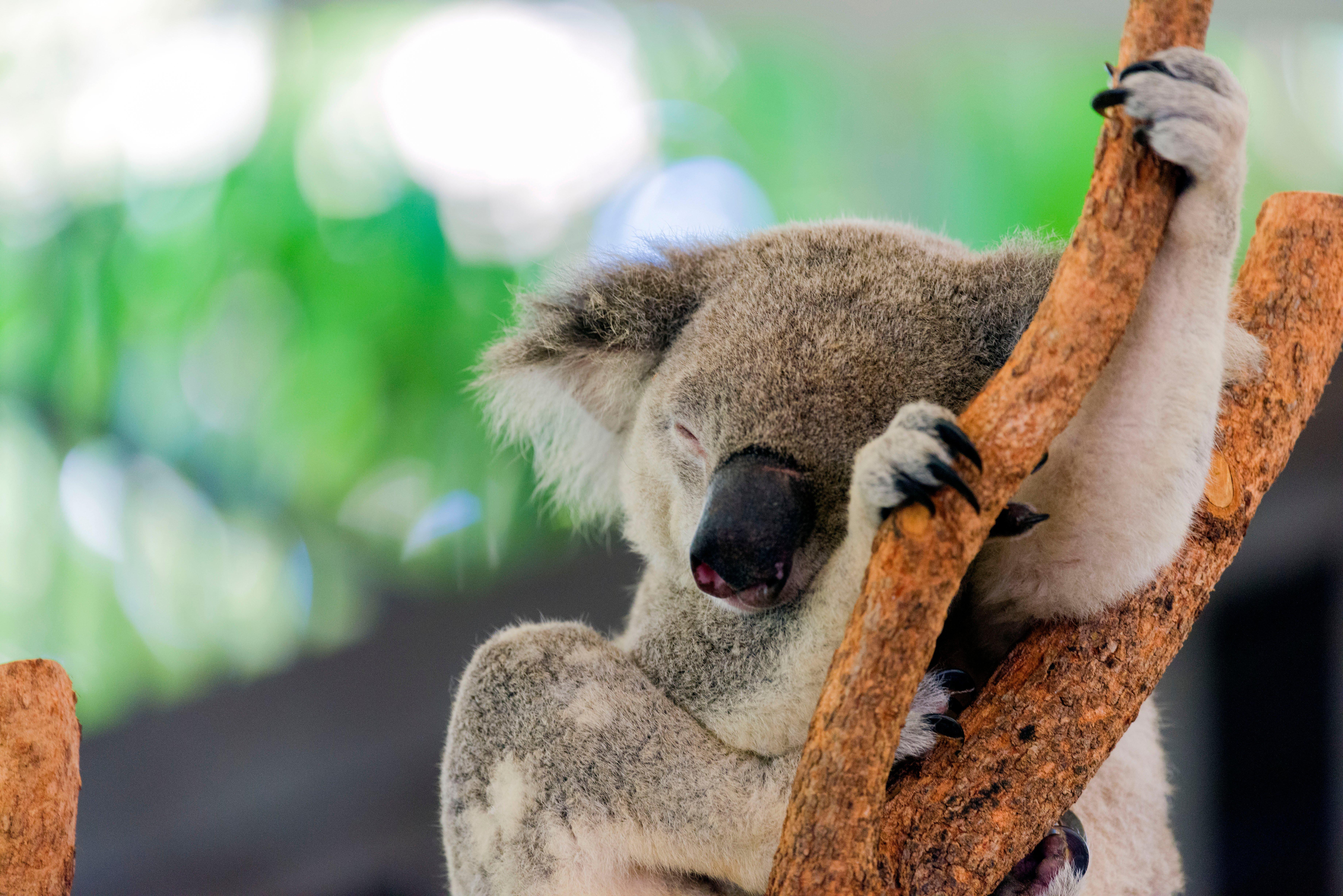 Hamilton Island Wildlife
