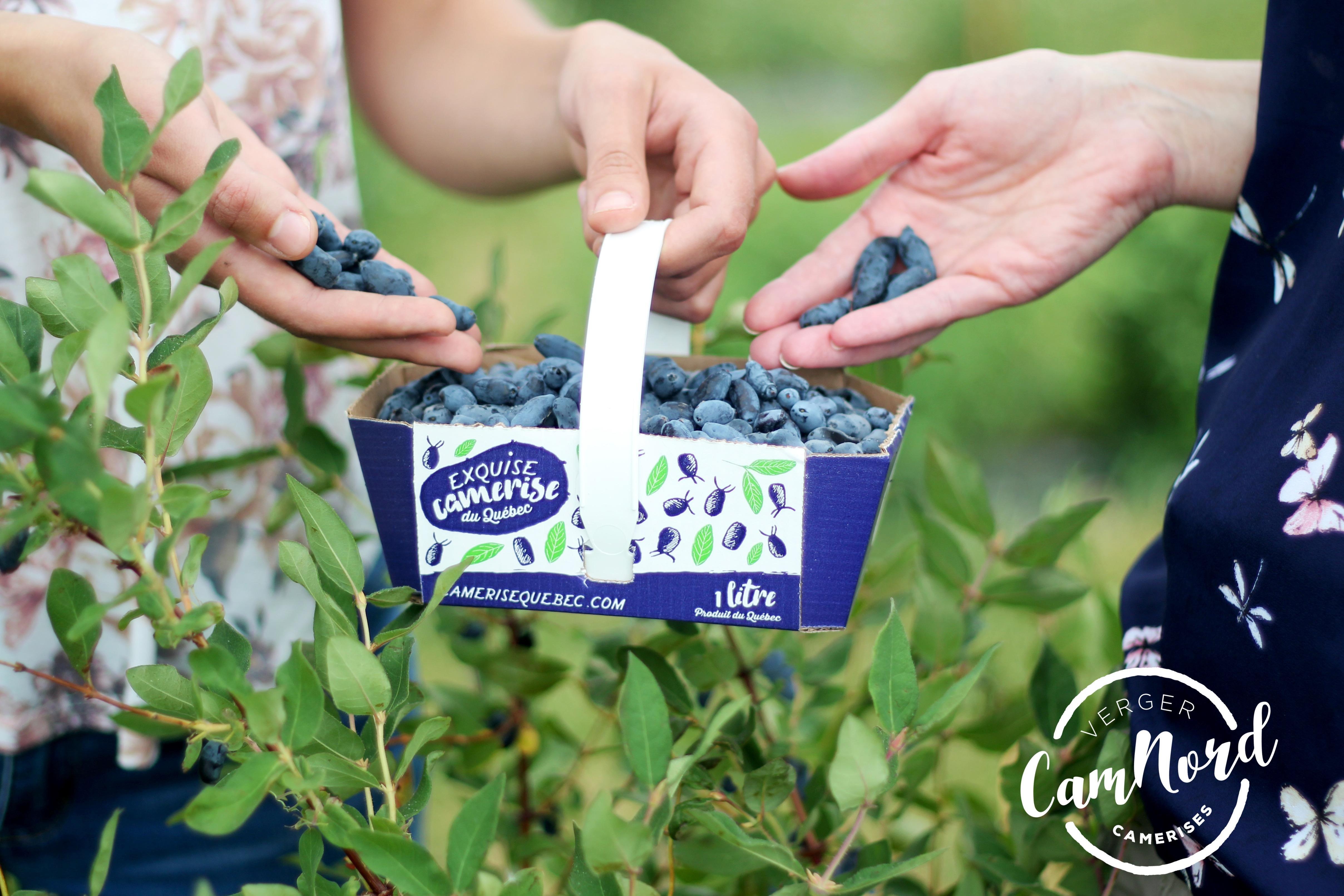 Verger CamNord
