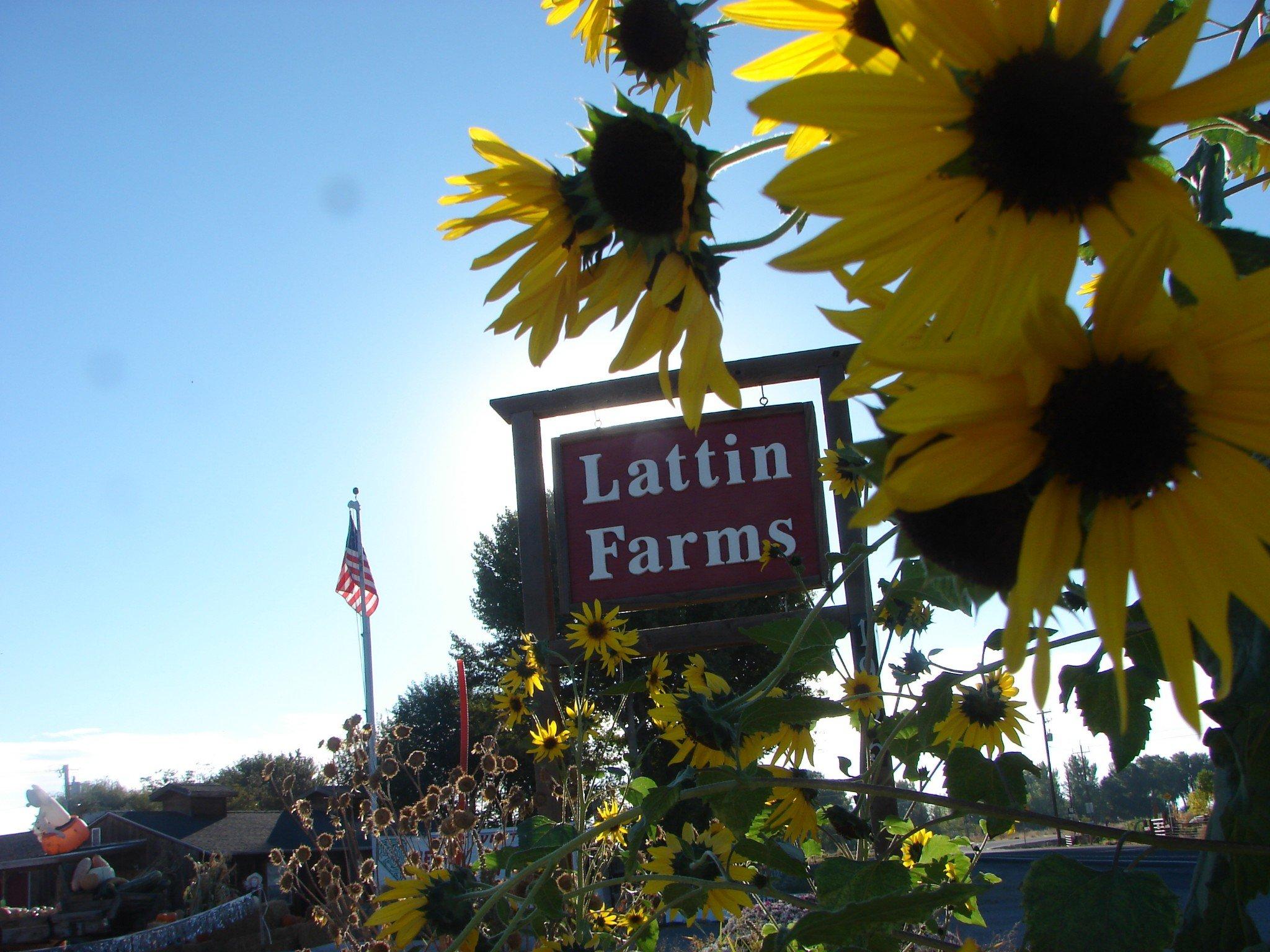 Lattin Farms