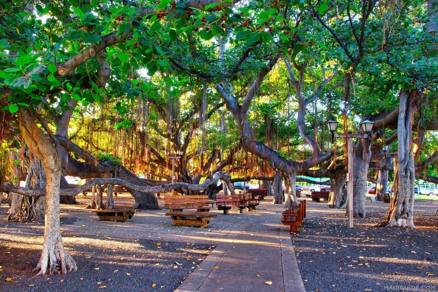 Lahaina Banyan Court Park