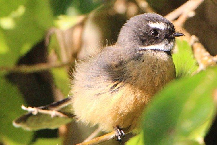 Neuseeland für Deutsche - NZfG