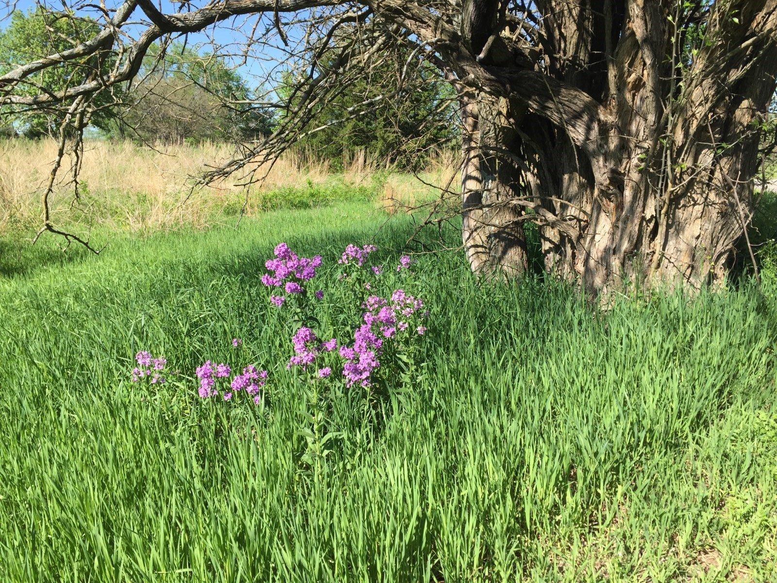 Sunflower Nature Park