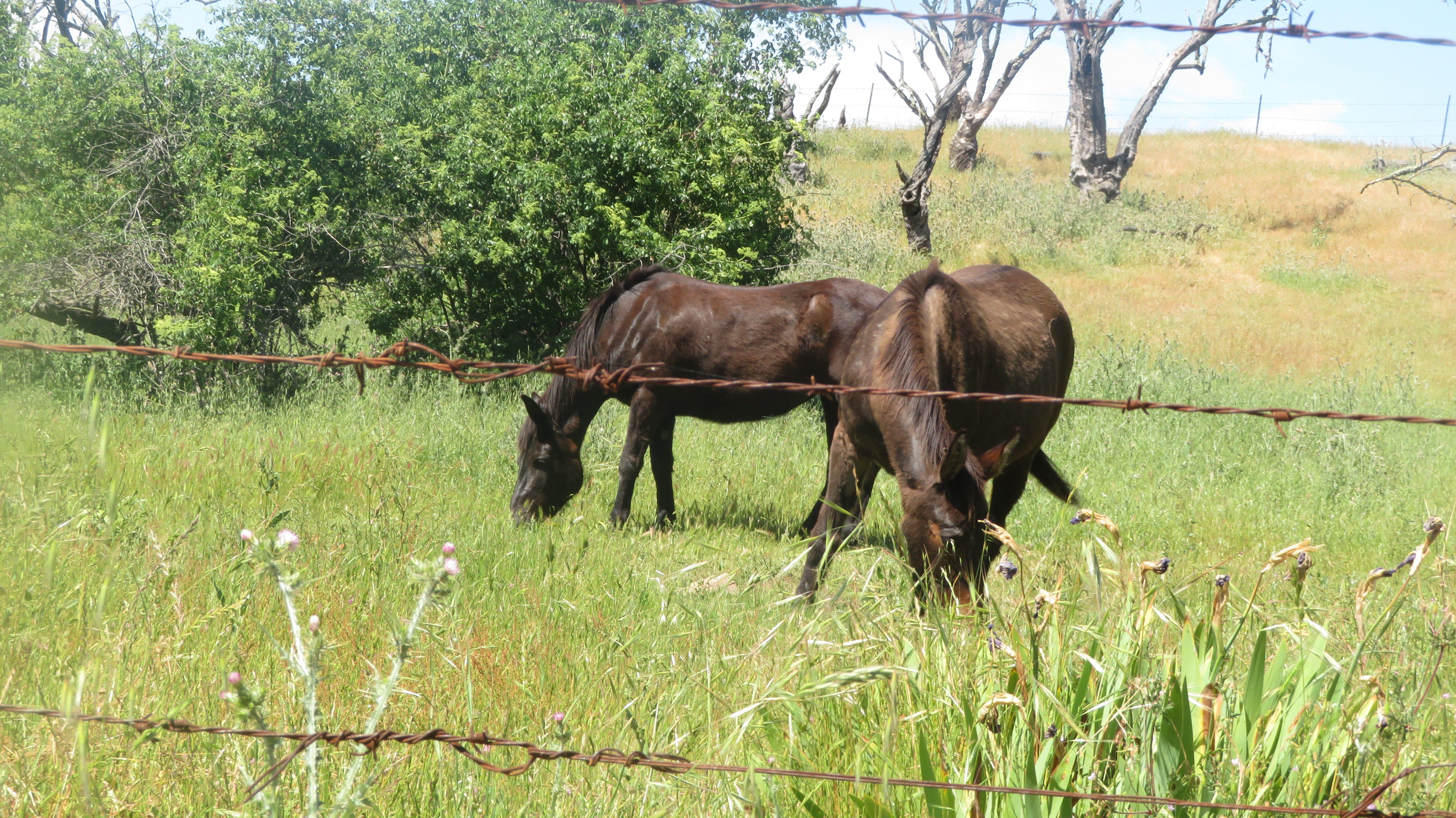 Sierra Vista Open Space Preserve