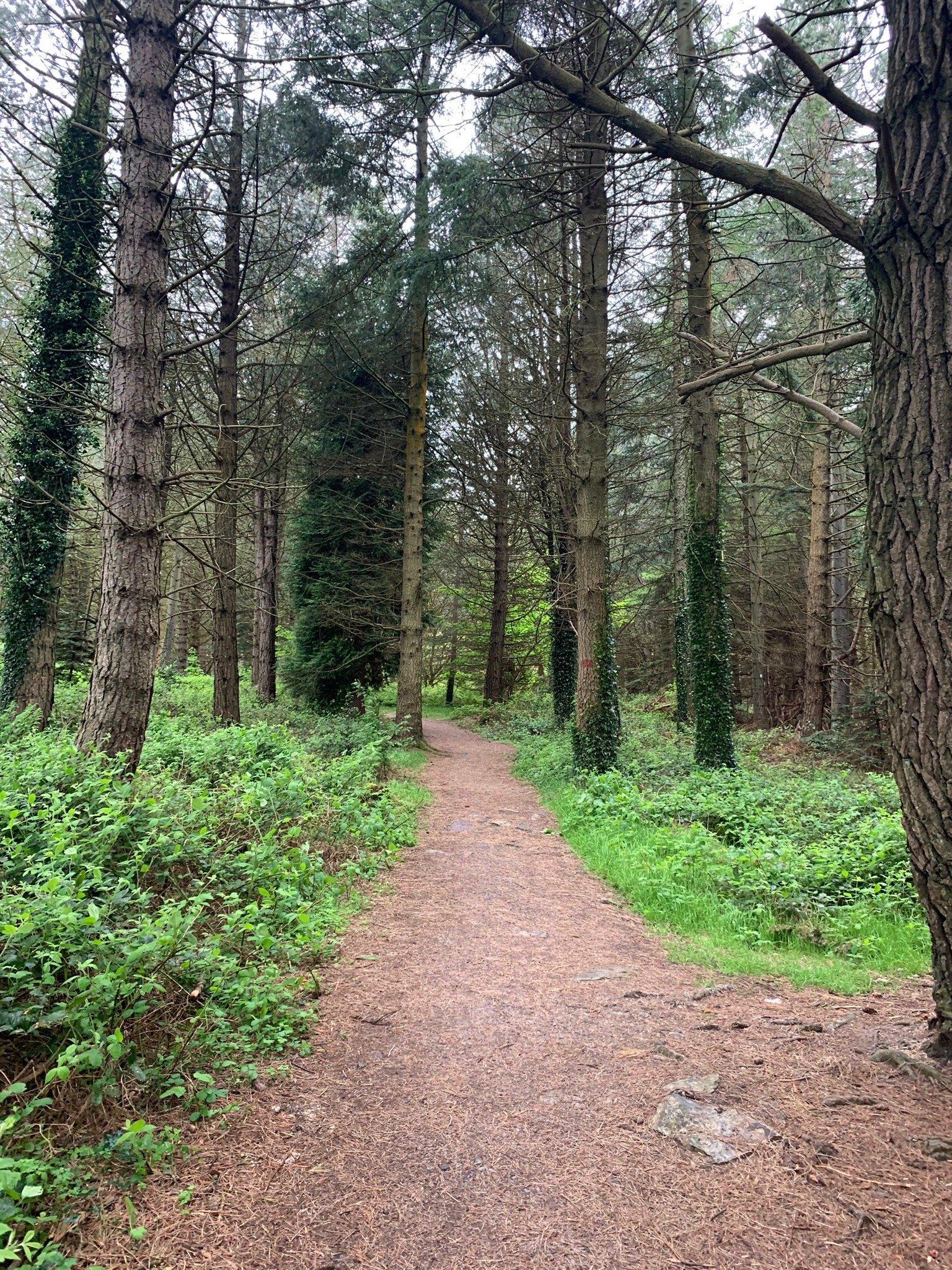 Barnaslingan Woods