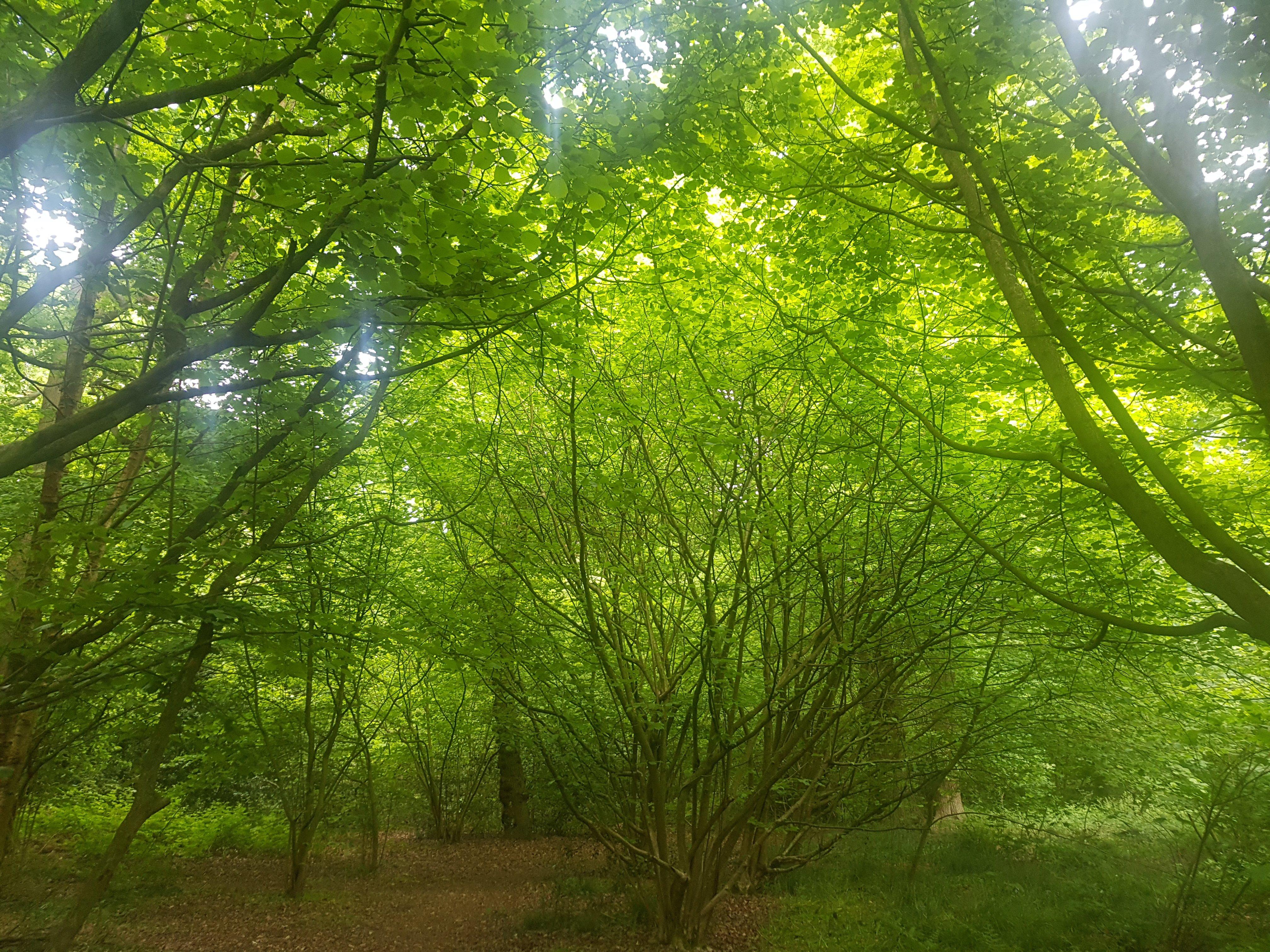 Chaddesden Wood Local Nature Reserve